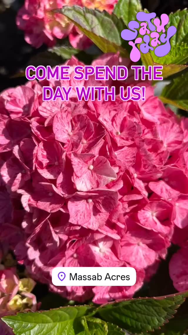 What’s your favorite #color ? If you said #pink #blue #purple or #white …. How about a #hydrangea to brighten up your day #TGIF or yard? #feelslikesummer #shoplocal #supportlocal #momlife #flowers #shrubs #monrovia Monrovia #provenwinners Proven Winners Morgan Wallen #flowershop