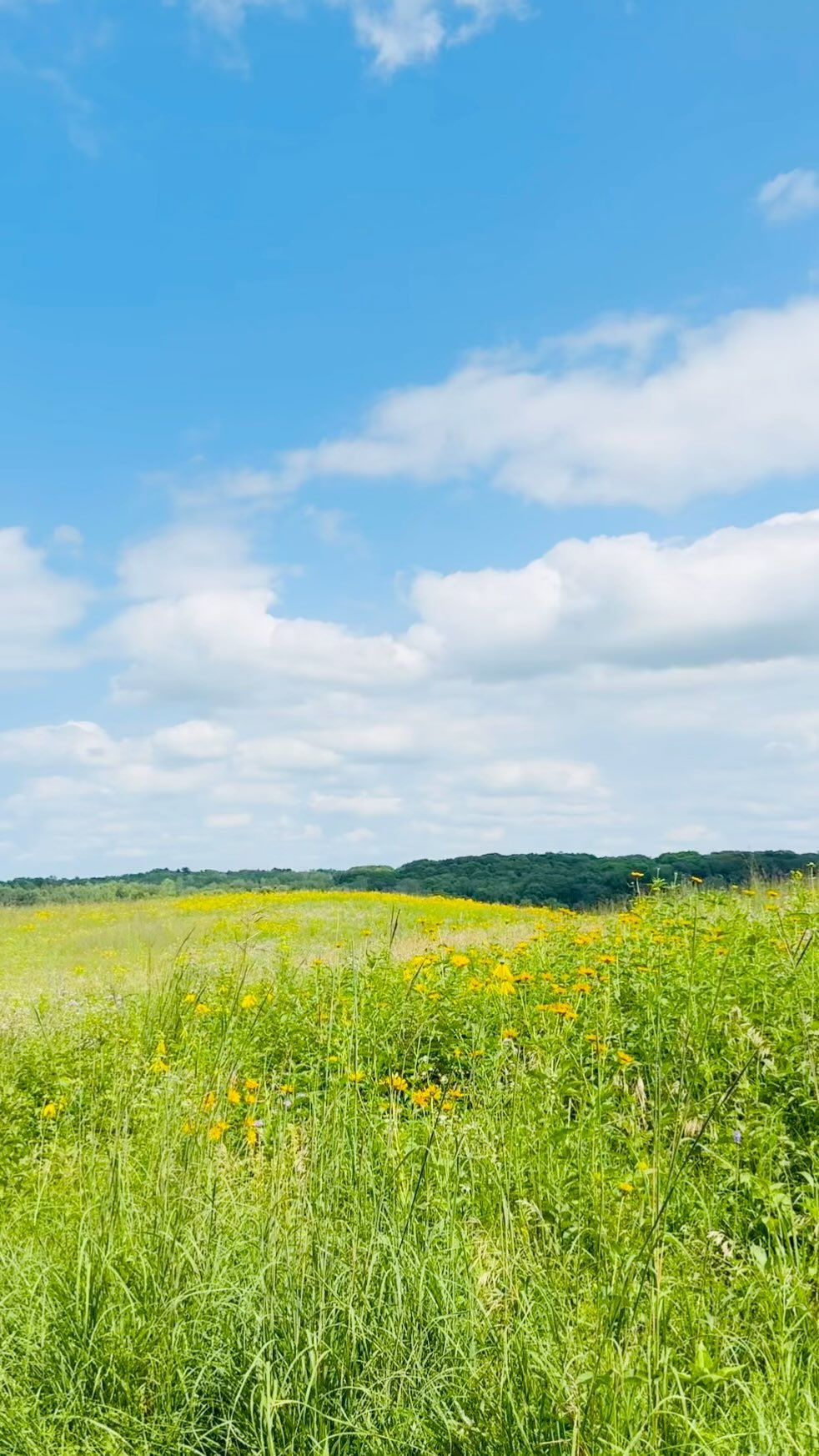 Feel the warmth, embrace the whimsy, and let your artistry bloom this summer! 🎨🌞🌸 📸 What has been your favorite summer activity? #immersion2024alumni #summervibes #summerinminnesota #summerinspired #summerartcamp #summerartinspo #surfacepatternprint #surfacepatterndesigners #surfacepatternartist