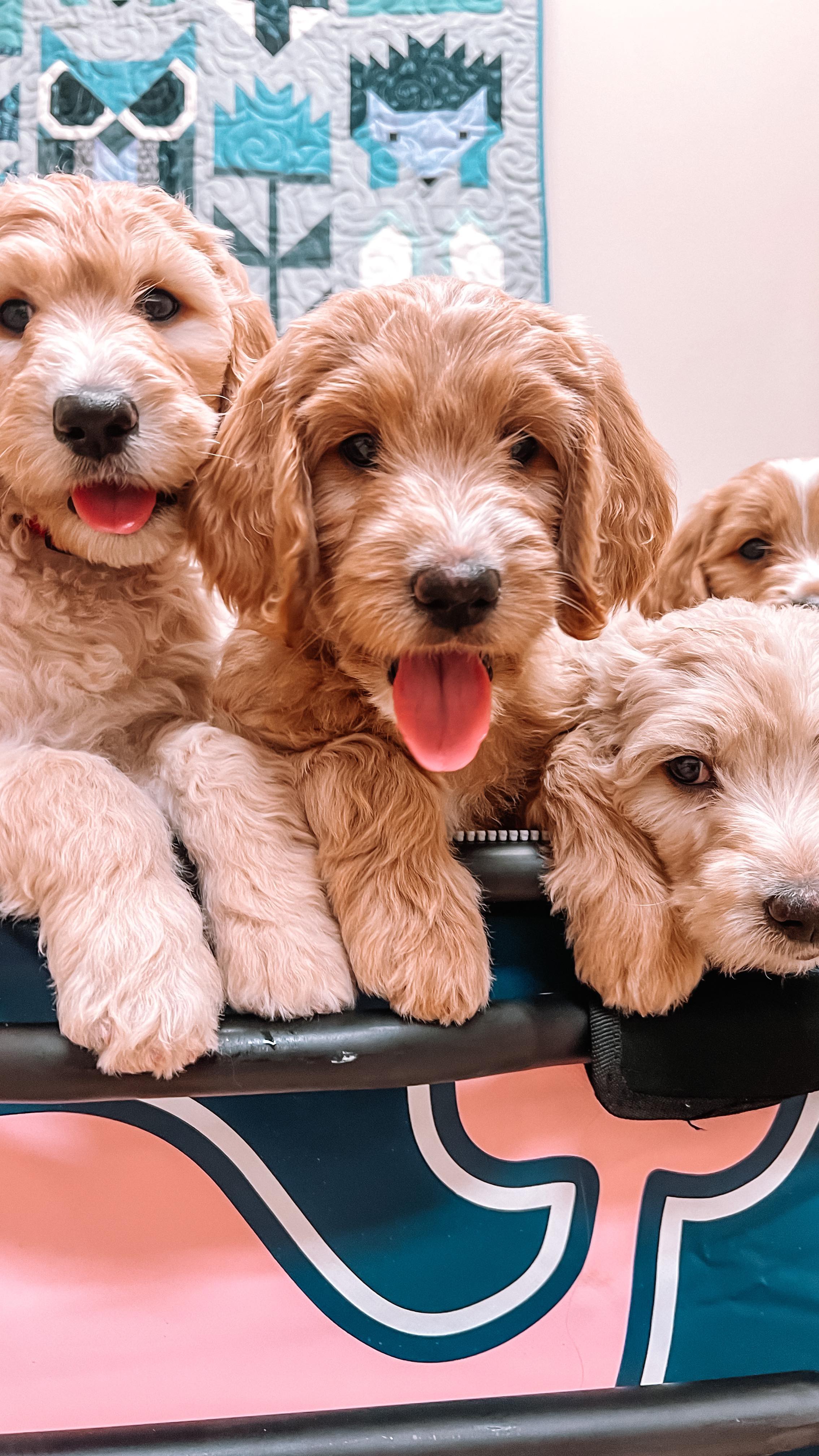 Happiness is… a wagon full of puppies and a husband who helps care for them 🤍
.
.
.
.
.
.
.
.
.
#puppies #goldendoodle #goldendoodlepuppies #puppiesofig #cutepuppies #wagonwednesday #californiagoldendoodles #westcoastgoldendoodles