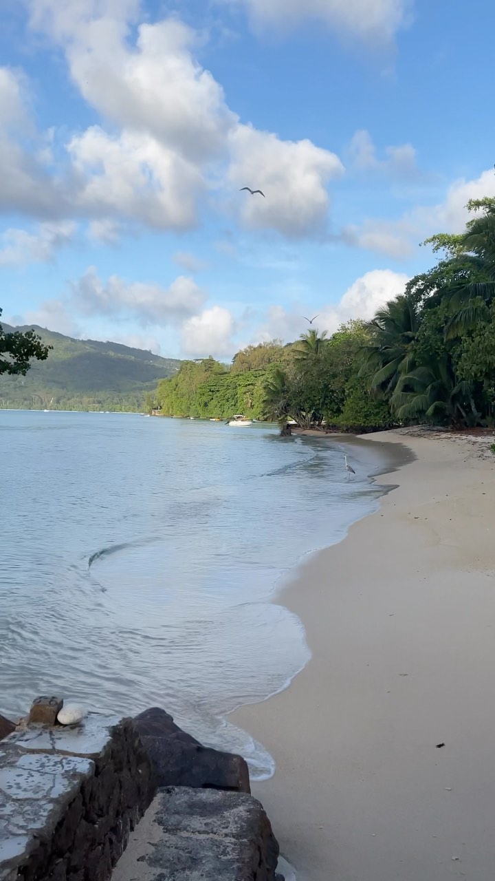 At the beach, life is different.
Time doesn’t move hour to hour but mood to moment. We live by the currents, plan by the tides and follow the sun
How blessed we are 🍍 🌞 🏝
Also; how many birds can you spot?
#seychelles #ocean #seychellesisland #seychellen #pieddansleau #beach #holiday #seychellesislands #calm #meditate #peace #livewell #travel
