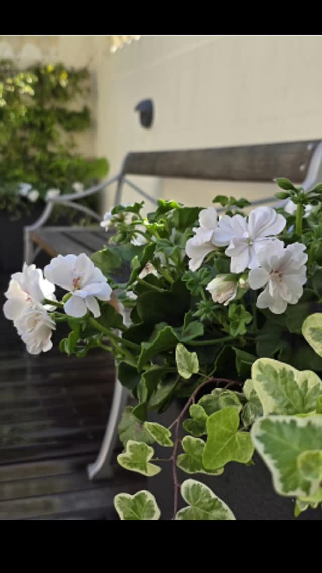 ✨ From Concept to Creation ✨
Witness the elegant transformation from vision to verdant reality. At The Chelsea Landscape Gardener, we specialise in bespoke garden designs tailored to elevate your outdoor living.
Dreaming of a refined garden retreat? Allow us to bring it to life with timeless style and meticulous detail.
📩 Contact us via www.thechelsealandscapegardener.com or send your enquiry to landscaping@chelseagardener.com.
.
.
.
.
.
#ChelseaGardens #GardenDesignUK #BeforeAndAfter #LandscapeLuxury #LondonGardens #BespokeLandscaping #FromDesignToReality #GardenInspiration #OutdoorElegance #BritishGardens #WandsworthGardener #ChelseaLandscapeGardener #london #chelsea #southkensington #fulham #claphamcommon #putney #clapham