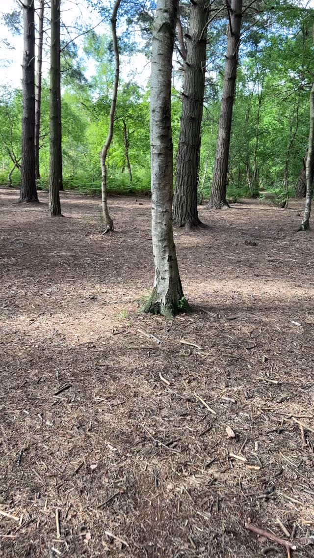 Just keep imaging the song being played in the woods. Couldn’t help but time it all perfectly intertwined and perfectly misaligned. @sleep_token @ii_sleeptoken @iii_sleeptoken @iv_sleeptoken #sleeptoken #photography #videography #nature #woodland