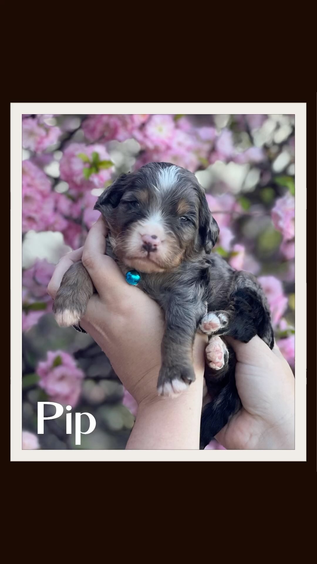 Like comment and follow!!! #teamwork #merlebernedoodles #merlebernedoodles #merlebernedoodlesofinstagram #metalhead #puppy #puppylove