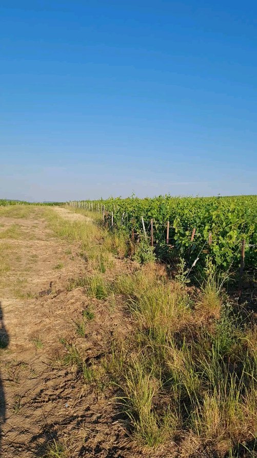 Bureau du jour
#montagnedereims #grandcru