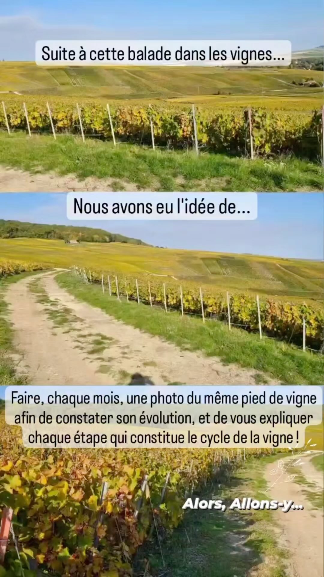 IT’S TIME !! Et oui c’est enfin l’heure pour nous de vous dévoiler notre projet mis en place 1 an en arrière, celui de prendre chaque mois, une photo du même pied de vigne afin d’observer l’évolution de ce dernier. Et voilà, un an déjà, 4 saisons; taille, liage, ébourgeonnement, palissage, rognage, vendanges et bien d’autres activités indispensables et mémorables pour chaque vigneron.
Alors qu’avez-vous pensé de ce projet ? Que diriez-vous de retenter l’expérience pendant encore une année sur une autre parcelle ? Donnez-nous votre avis en commentaire ou en message privé !
#piedevigne #champagnebrassart #evolution #evolutionpieddevigne #vignoblechampenois #vigne #vigneronindependant #champagne