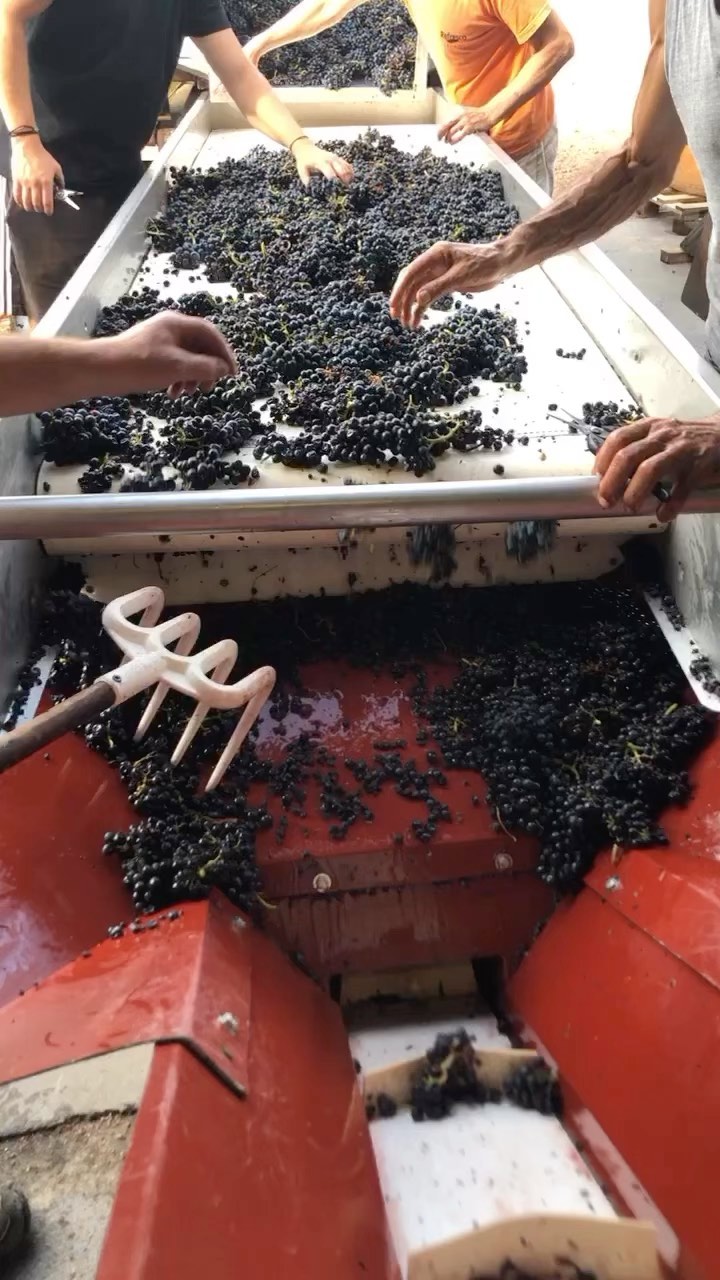 Vendanges 2023, c’est parti !!