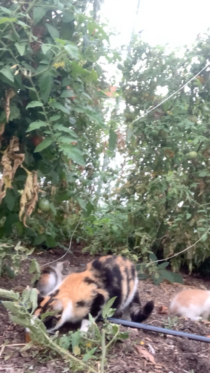 Farm cats and ripe tomatoes in the tunnel this evening :)