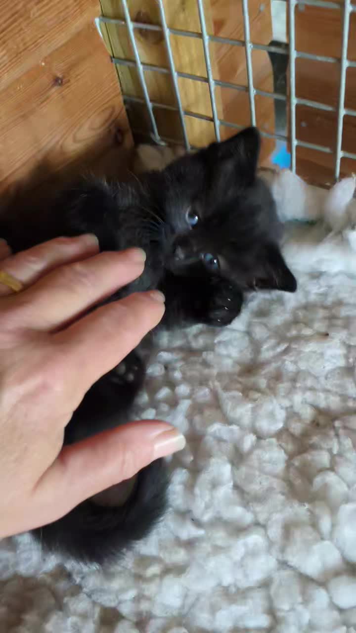 This is gorgeous Marvin one of Ruby's kittens, as you can see he is the cutest little boy and will be looking for a new home with one of his siblings in about 6 weeks time
Home checks and adoption fees apply please get in touch if Marvin is the one for you . Marvin and one of his siblings will require access to outside space .