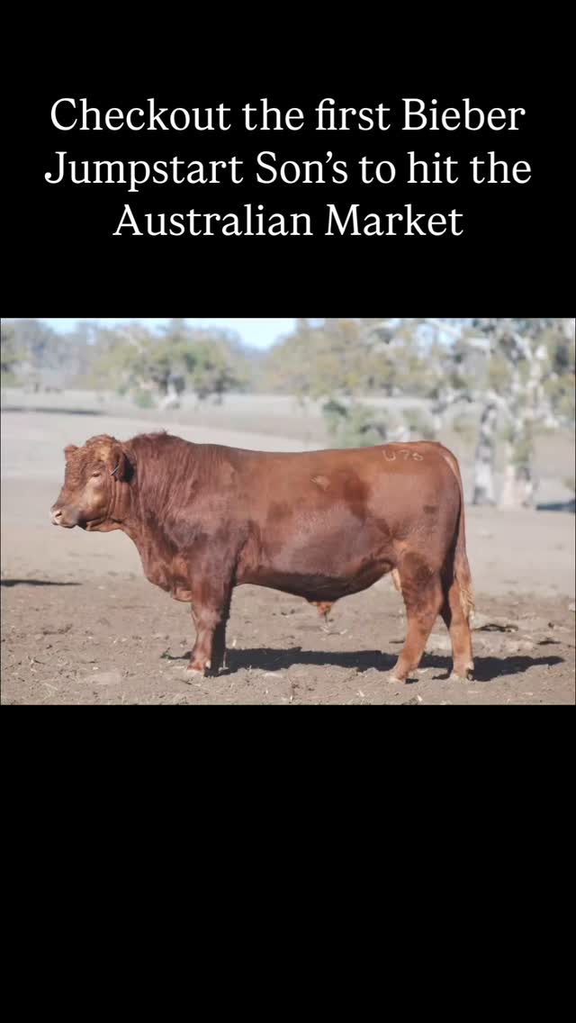 ๐จ SNEAK PEEK ๐จ
The first Bieber Jumpstart sons are set to hit the Australian market! ๐ฆ๐บ๐ฅ
Jumpstart is one of the most widely used Red Angus sires worldwide โ and weโve got a draft of his sons lined up for our Red Hot Annual Sale.
These bulls are built for:
โ
Explosive growth
โ
Added muscle shape and body length
โ
Outstanding temperament โ dead quiet!
KURRA-WIRRA RED HOT ANNUAL BULL SALE
๐ 130 Bulls Sell
๐ Monday, 29th September 2025 | 11:00 AM
๐ Blackall Sale Yards, Blackall QLD 4472
Get in early and request your catalogue here ๐ https://www.kurrawirra.com.au/event-details/kurra-wirra-annual-bull-sale-2025
@bieberredangus @wwsaustralia_beef @selectsiresbeef @redangusaustralia @framerural_agencies