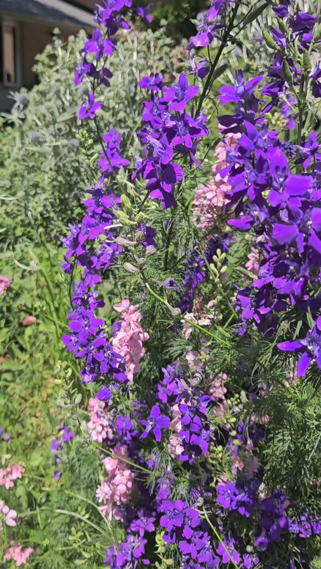 Garden in July 🌸
#localhoney #gardenzone6b #cutflowerpatch #bees🐝 #pollinatorgarden #perennialgarden #cutflowergarden #naturalgarden #flowers