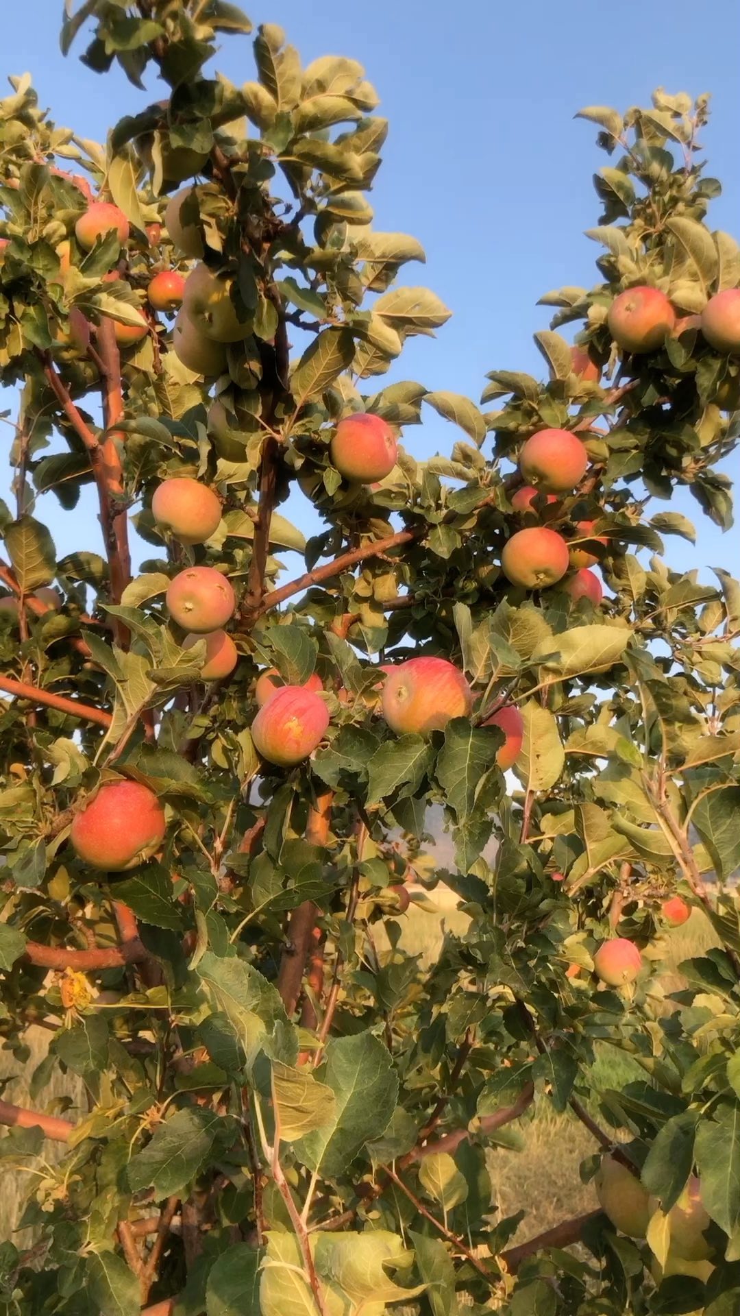 How does it get more beautiful than an apple tree ready for harvest?
#farming #sustainablefarming #farminglife #naturalfarming #farmingpics #regenerativefarming #smallscalefarming #biodynamicfarming #familyfarming #farmingagphotos #ecofarming #womenfarmers #womanowned #womeninag #farmerlady #familyfarm #soilbuilding #pastureanimals #smallfarm #smallagriculture #feedingcommunity