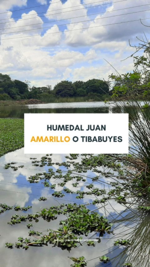 ¿SABÍAS QUE BOGOTÁ TIENE MÁS DE 15 HUMEDALES EN SU ZONA URBANA?
HUMEDAL JUAN AMARILLO O TIBABUYES
Ubicado entre las localidades de Suba y Engativá es el humedal más extenso de la sabana, su nombre proviene de la lengua muisca que se traduce en tierra de labradores.
En este ecosistema el pueblo muisca realizada la celebración de la fiesta de las flores a la cual asistían los caciques de Engativá, Cota, Funza y Suba.
#tibabuyes #suba #humedales #conservacion #usodelagua #topobatimetria #rio #agua #medioambiente #hidrologia #hidraulica #humedaleslimpios #sostenibilidad #IngenieríaAmbiental