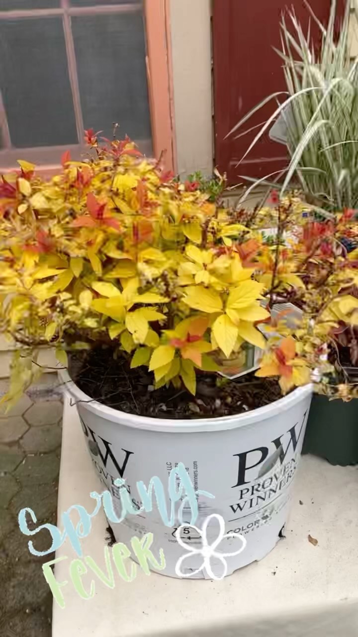 Spring Fever is here and we’re planting up a storm! We’re trying new colors and new levels of deer proofing after some early tragedies in the garden this year 🌷+ 🦌 + 🤤 = 🥀 + 😩 If anyone has some colorful deer-resistant favorites, please send them our way.