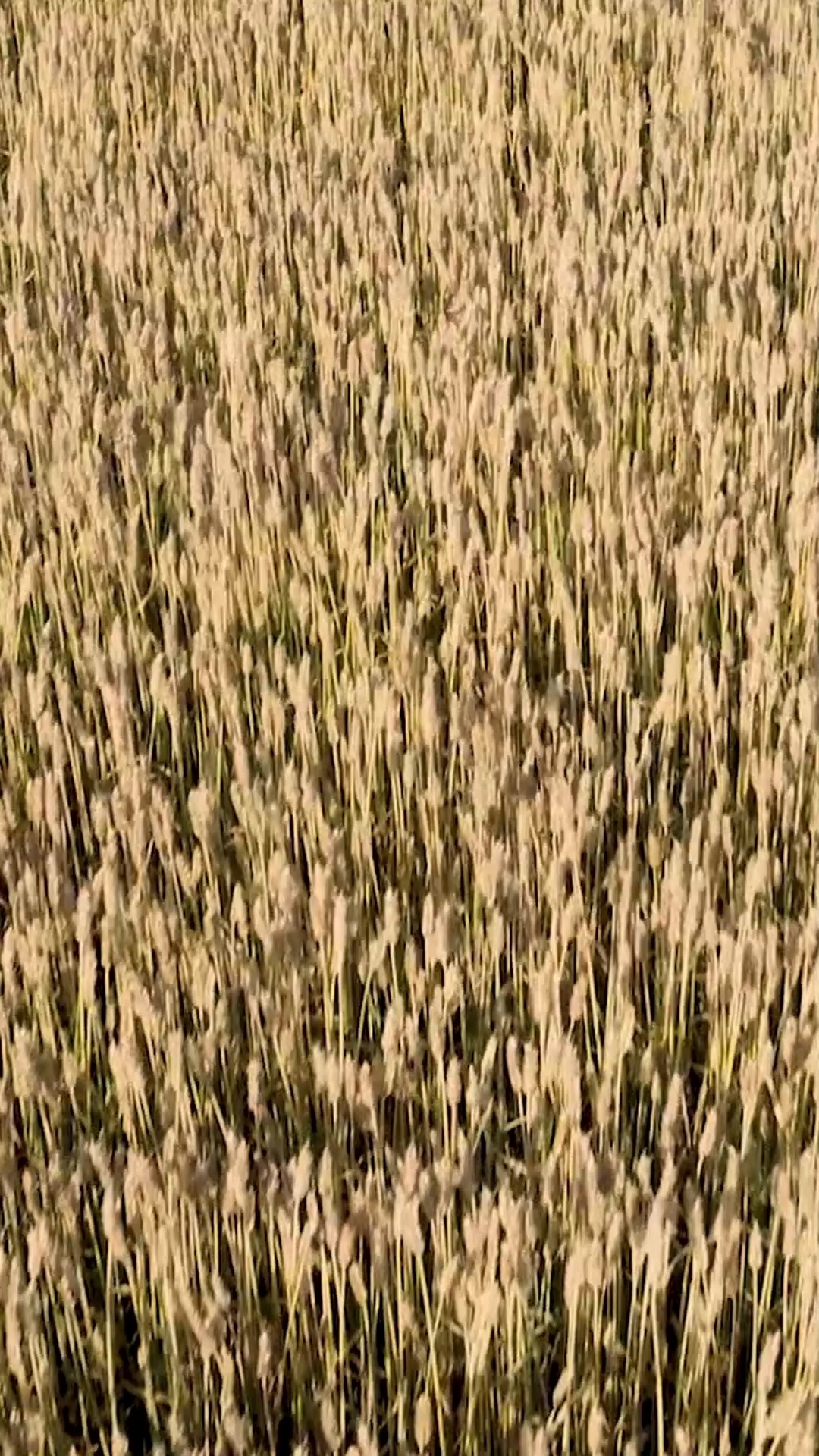 🍽 🎥
👉 www.olkivisual.fi
#ruoka #lähiruoka #tapahtumakuvaus #olkivisual #videokuvaus #videotuotanto #mainostoimisto #digitoimisto #drone #ilmakuvaus #oulu