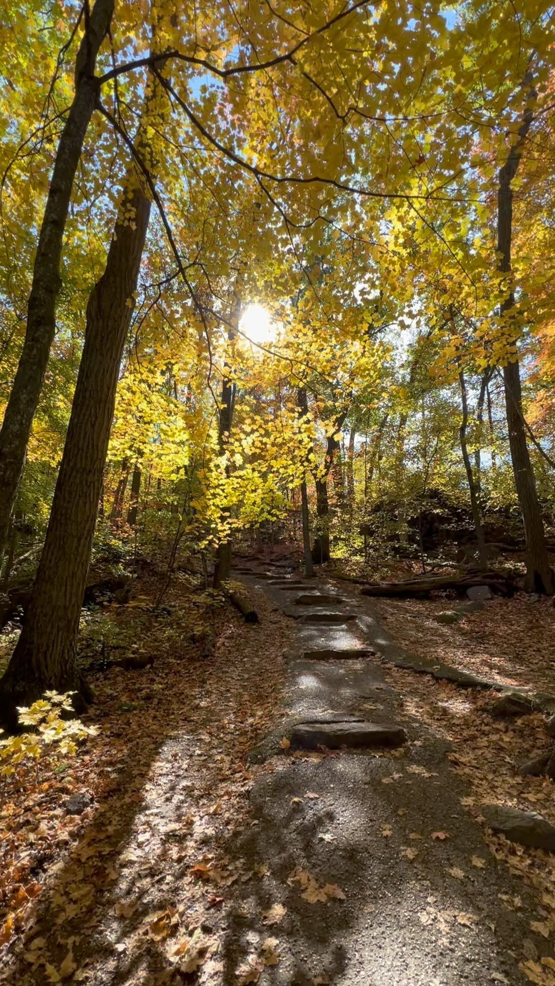 Fall in Wisconsin
•
•
•
#fall #autumn #nature #fallcolors #love #photography #october #fallvibes #autumnvibes #devilslake #devilslakestatepark #leaves #naturephotography #hiking #fallcolors #instagood #hikingadventures #art #travel #beautiful #travelphotography #falldecor #landscape #dreamdigitalimages #autumnvibes🍁 #travelgram #dreamdigital #autumncolors #autumnleaves #dreamsatday