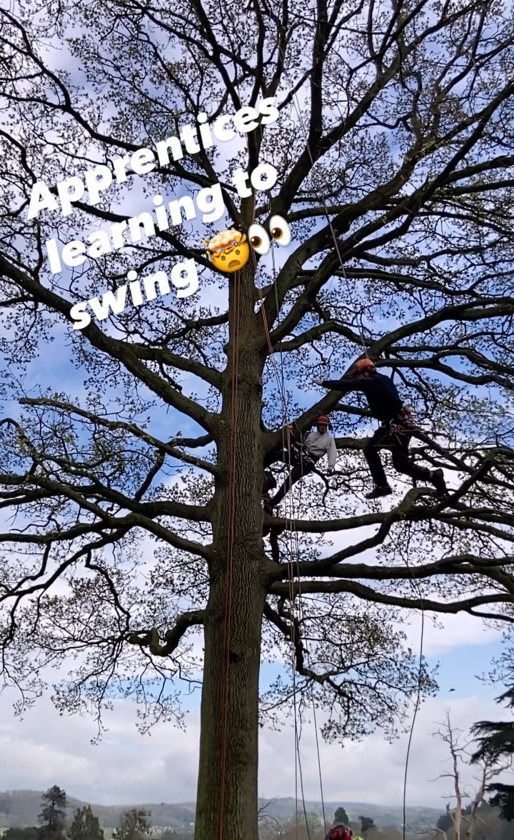 An awesome end to the week helping the 2nd Year Arb Apprentices hone some of the tricks of the trade @holmelacyarb π₯³π€―π #arbapprentice #forestryapprentice #apprenticeship #treeclimbing #treeclimbingcompetition #treework #arboriculture #arborist #treesurgery #furthereducation #arbtraining