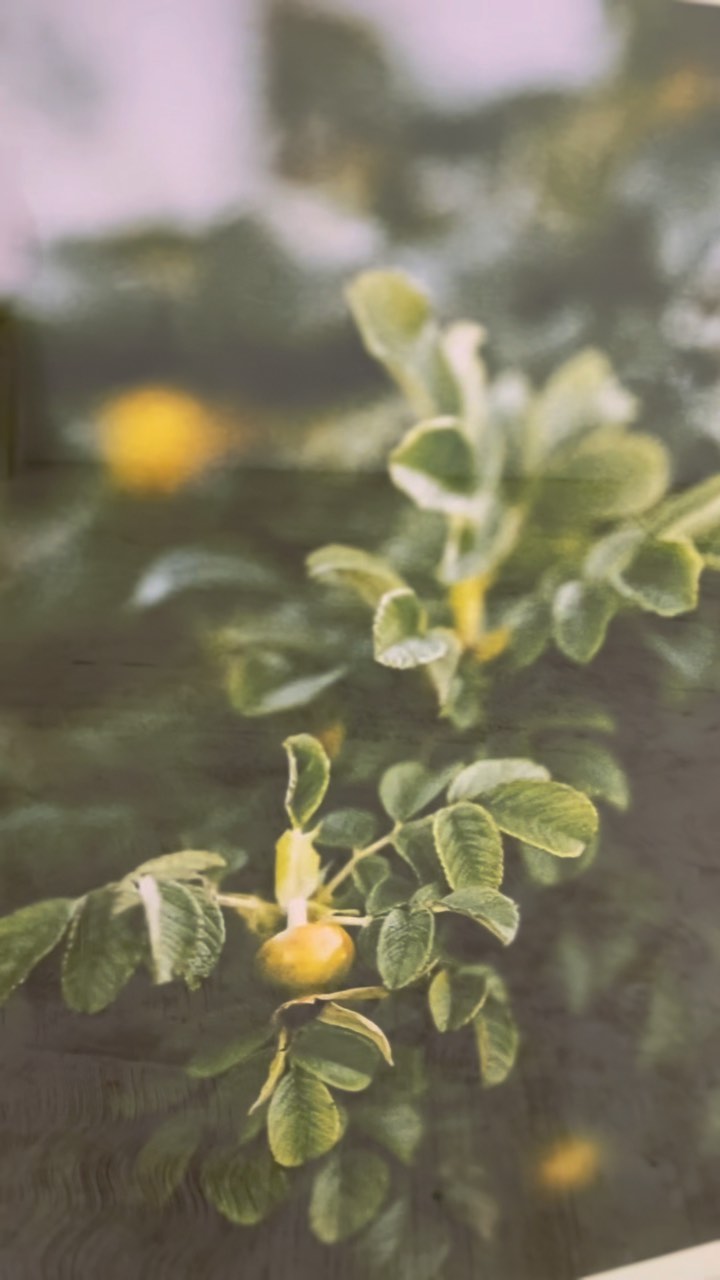 Impresión y enmarcado para @todoeverything_
Impreso en papel de Agave de 290 gms
Marco de madera de Tzalam
.
.
.
.
#enmarcado #montajefotográfico #montajedeobra #marco #marcos #marcodemadera #oaxaca #artistas