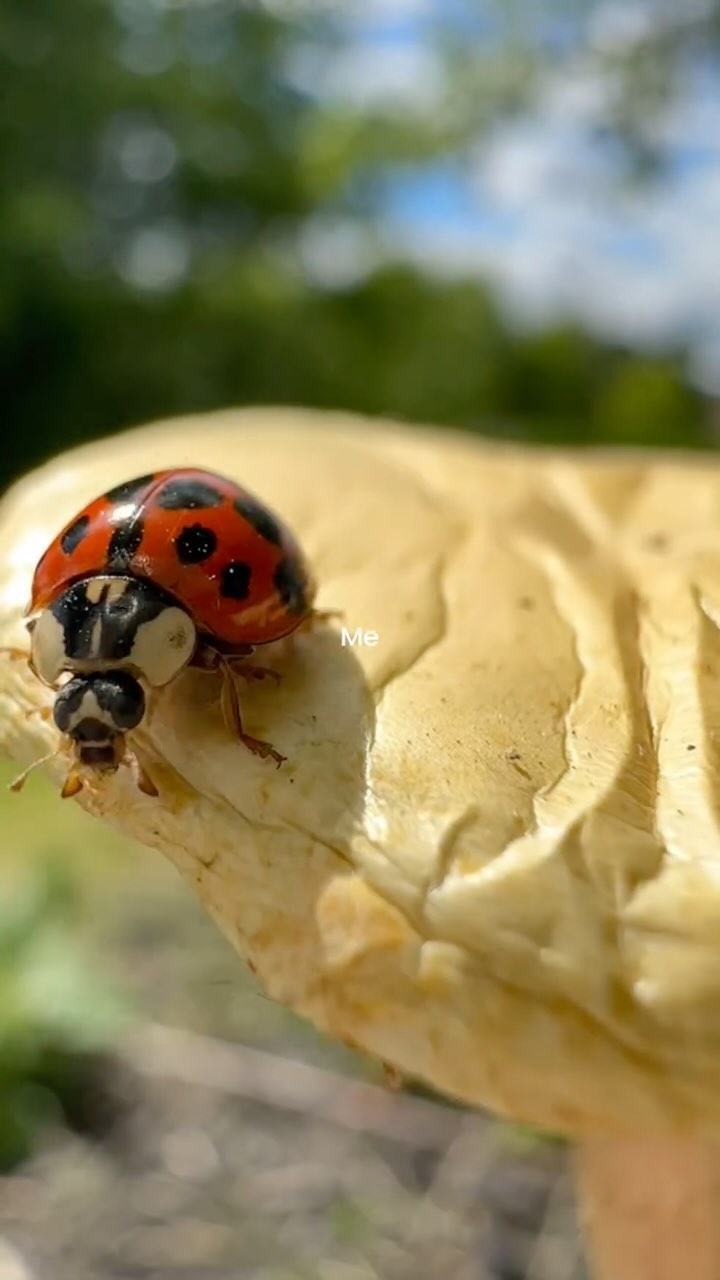 🌞Summer inspiration is everywhere! While gardening this little friend came to say hello. I have feeling ladybugs will be in my sketchbook soon! 🐞🍄🎨 #bloomspark.design #bloomspark #surfacedesign #surfacepattern #surfacepatterndesign #artlicensing #surfacedesigner #patternobserver #fabricdesign #illustratorforhire #artforlicense #artdirector #creativesearch #designcollaboration #surfacedesignlove #designerseeking #patterncommunity #patternartist #artinspiration #patterndesigninspiration