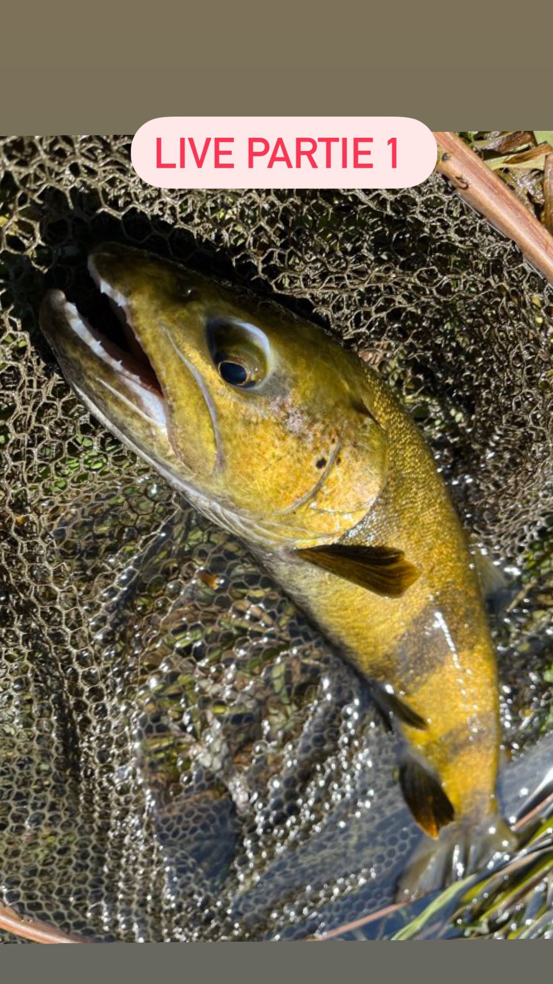 Bonjour à tous voici le live d’hier fait avec Cédric Nolin 😊. Nous avons répondu à vos questions concernant la pêche à la mouche j’ai mis la liste des questions ci dessous 😊. J’aurais aimé avoir toutes ces informations quand j’ai débuté 😁. Encore merci à Cédric d’avoir pris son temps pour partager son savoir et merci d’avoir été aussi nombreux et pour tous vos retours 😊
La liste des questions :
1 – Bonne ou mauvaise chose d’apprendre la pêche en sèche à l’étranger plutôt qu’en France
2- Quel est le meilleur raccord soie bas de ligne, et combien de temps on peut garder une soie.
2* Quelle est la construction de ton BDL pour tes différent types de pêche (nav, sèche..)
3- J’ai raté un poisson au ferrage et ça fait maintenant 5 jours que je retourne sur le spot je n’ai pas revu le poisson, est ce possible qu’il ait juste changé de zone où il nymphe ? (truite de souche atlantique)
4- Bonjour Tanguy, j’ai vu Cedric il y a quelques années chez Sanso sur la Loue sur la rive face à la ferme remontant la rivière dans l’eau sans trop de discretion enchainant les prises de truite en nymphe à vue. Pour connaitre le parcours et les truites éduquées de chez Sanso j’aimerais comprendre son approche et sa technique.
4* Comment aborde-t-il un poste ? du bord ? Depuis l’eau ?
5- Quelle pêche et quels postes privélégier en fonction du temps ? Je cite nous avons eu du froid et de la niege ces derniers jours et pas mal de pluie dans le Doubs.
6 – comment aborder les rivières profondes (poisson pas visible) avec peu de courant style le Doubs et quelles sont les différentes techniques à la mouche que vous employez hormis la nav.
7-Bonjours vous parlez souvent des grandes rivières favorables à la nymphe à vue, mais est il possible d’aborder le sujet des plus petits milieux comme les torrents alpins ? Vos choix de nymphes par exemple.
8- Les différents posés pour la nymphe à vue ?
9- Le Choix de la couleur de la nymphe en fonction des conditions. Est-ce que la présentation est plus importante que la couleur ?