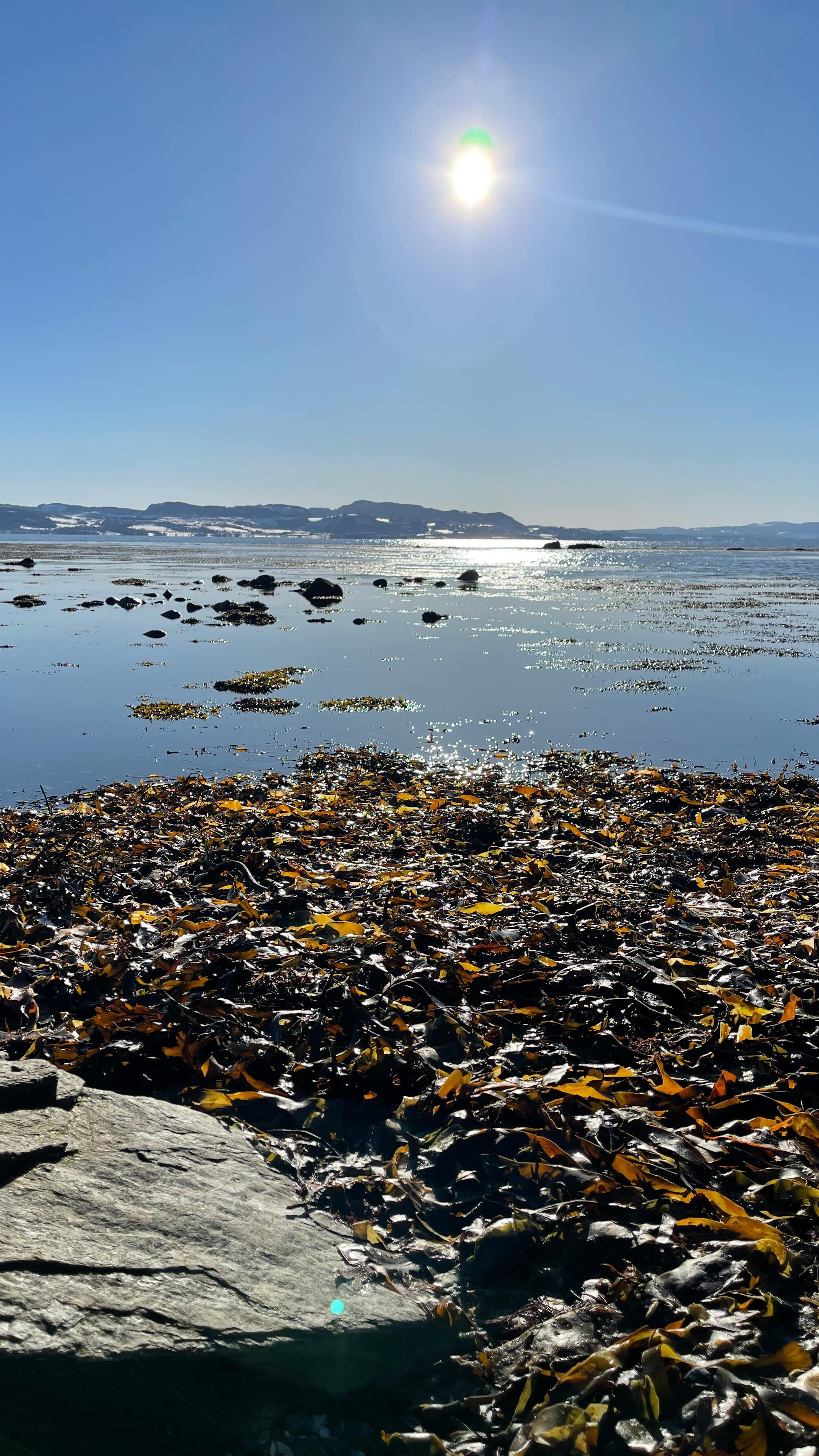What a beautiful day ☀️
#sjobjorg #tangogtare #norwegian_nature #seaweed