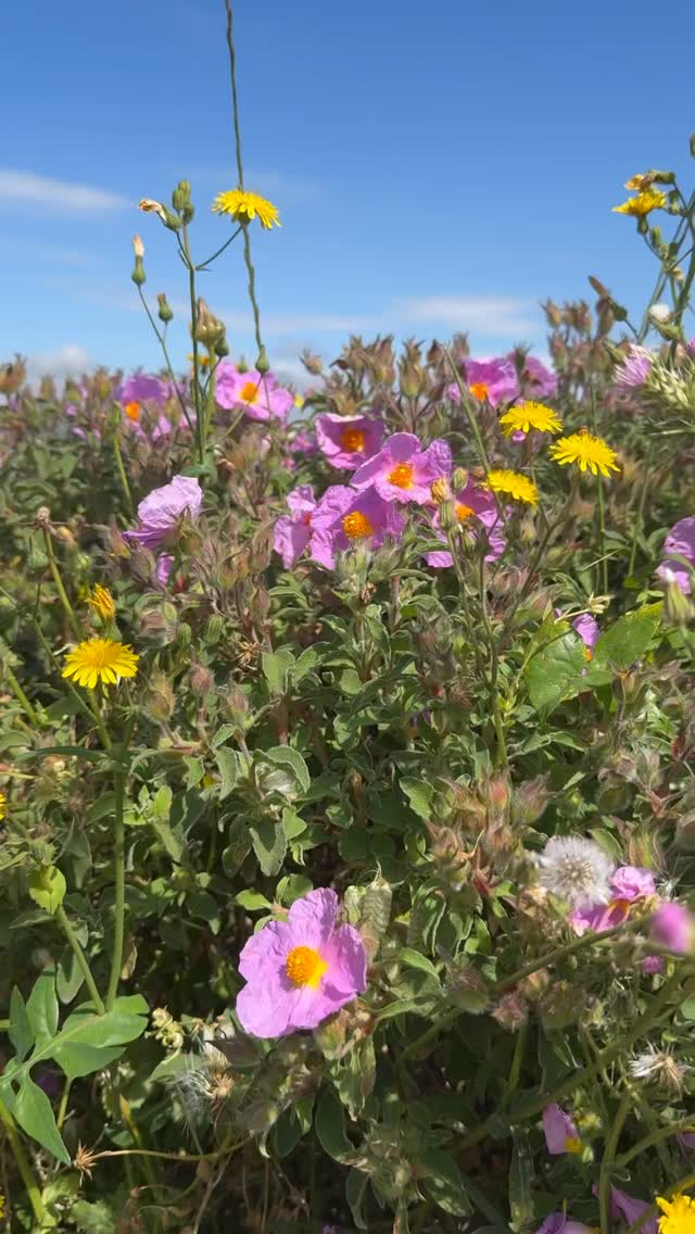 Roadtrippin’ through Sardinia’s mountains – wild colors, blooming nature and total freedom 🌺🚐💨 We just love being out in nature, soaking it all in and stretching our tired sailor legs. #SardiniaVibes #MountainEscape #NatureLovers #yetanothersailingcouple #adventureofalifetime #happysailor #SailorsOnTheRoad