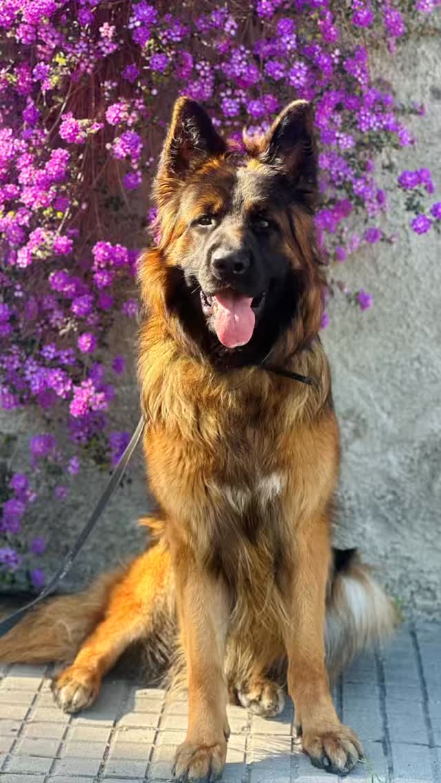 Felices del cambio de Rogelio💛
Este pastor alemán de 1 año y medio vive en una urbanización… y apenas salía a la calle. No había socializado, no entendía el lenguaje canino y reaccionaba ante cualquier perro.
🐾 Los paseos eran un caos: tirones, ladridos y tensión constante.
Con trabajo, paciencia y el compromiso de su familia, Rogelio ha aprendido a comunicarse, a pasear tranquilo con otros perros… ¡y hasta a ir suelto! 💪🔥
Este cambio no es magia. Es educación, tiempo y enfoque.
📲 ¿Tienes un caso similar? Escríbenos y lo trabajamos juntos.
#dogtraining #antesydespués #educacioncanina #reactividadcanina #adiestramientocanino #pastoraleman #modificaciondeconducta