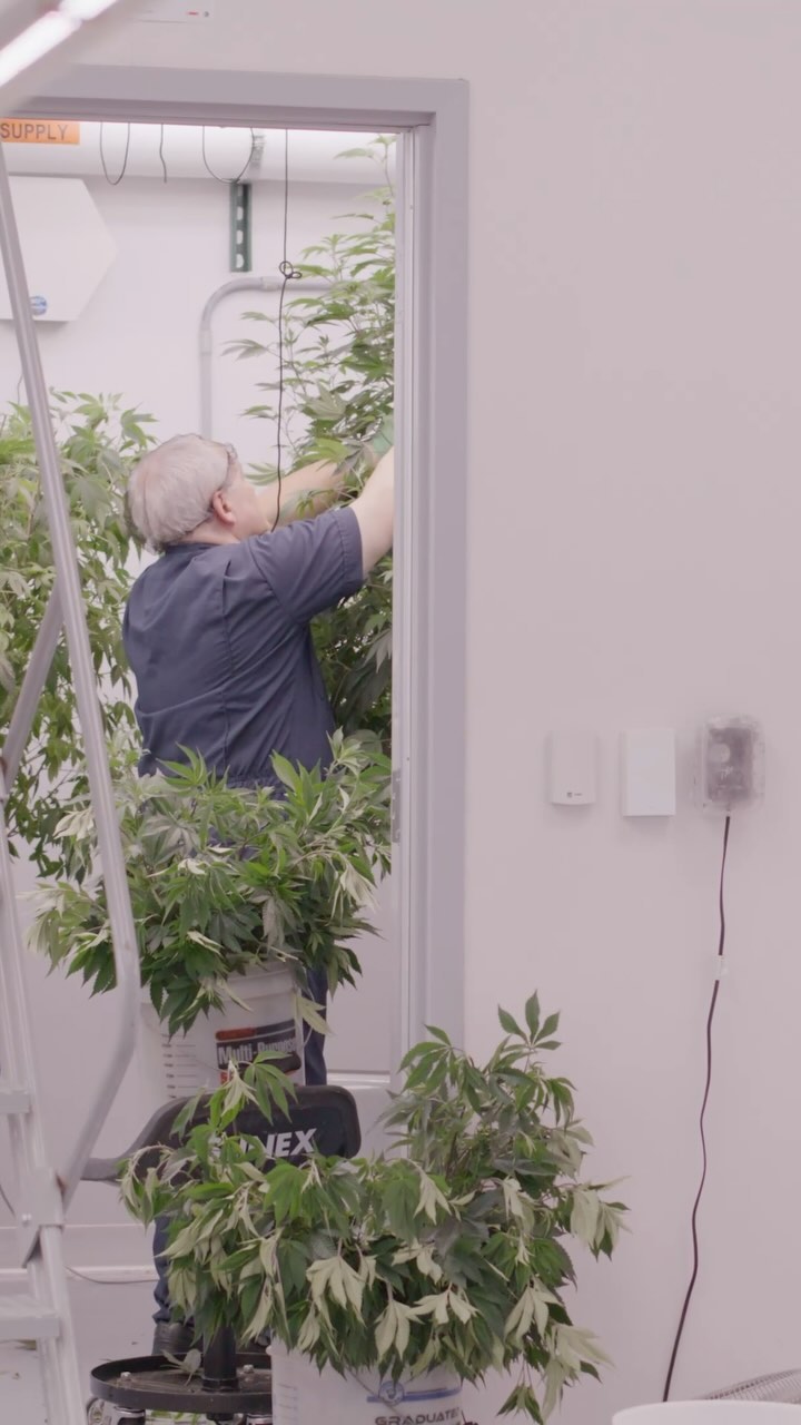 Behind the scenes giving our mother plants all the love and care they need to thrive. 💚🌿