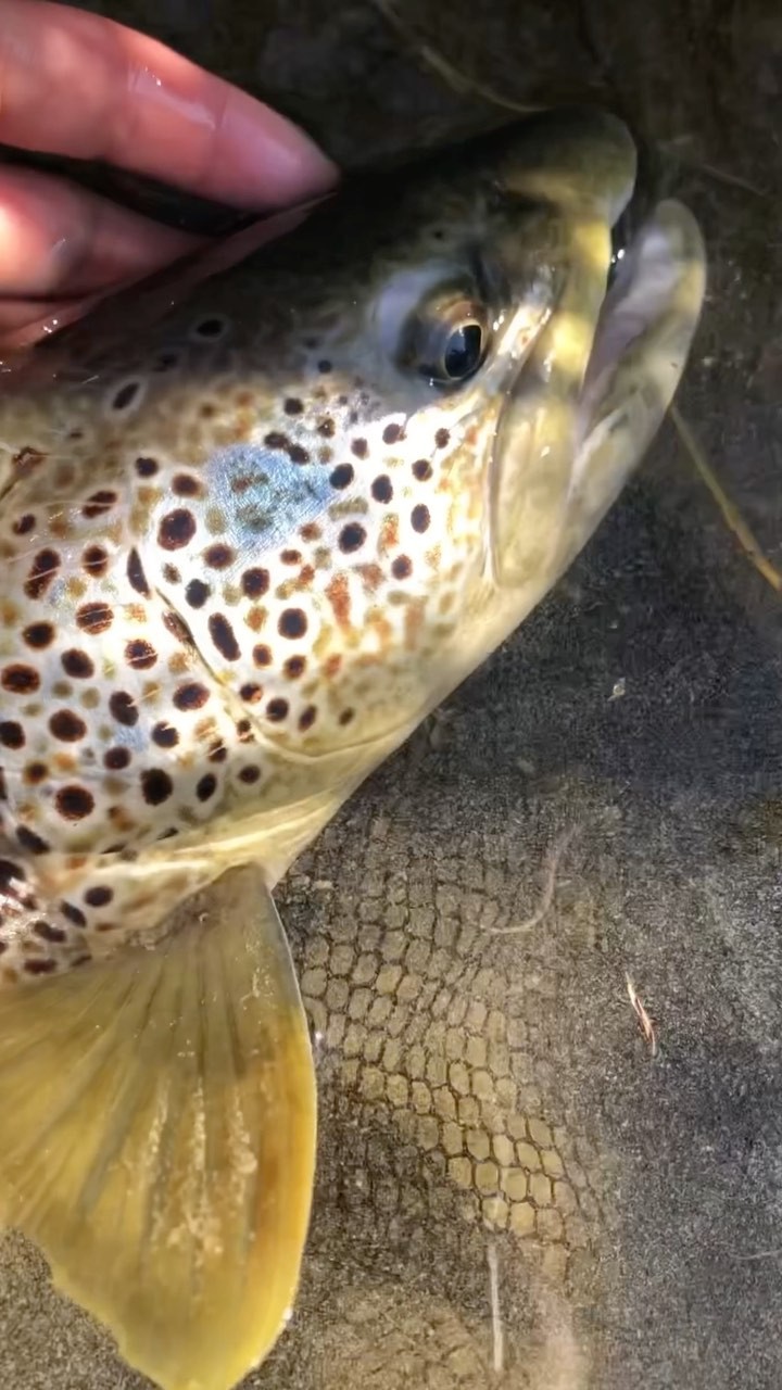 Les mouches « Halieutique » prennent de jolies bébés 🎣😍
#trout #troutfishing #troutbum #candy #troutcandy #troutfly #troutflies #truite #truitefario #flyfishing #nymphfishing #flyfishinglife #flyfishingjunkie #bigtrout #waters #watercolor #outdoors #outdoor