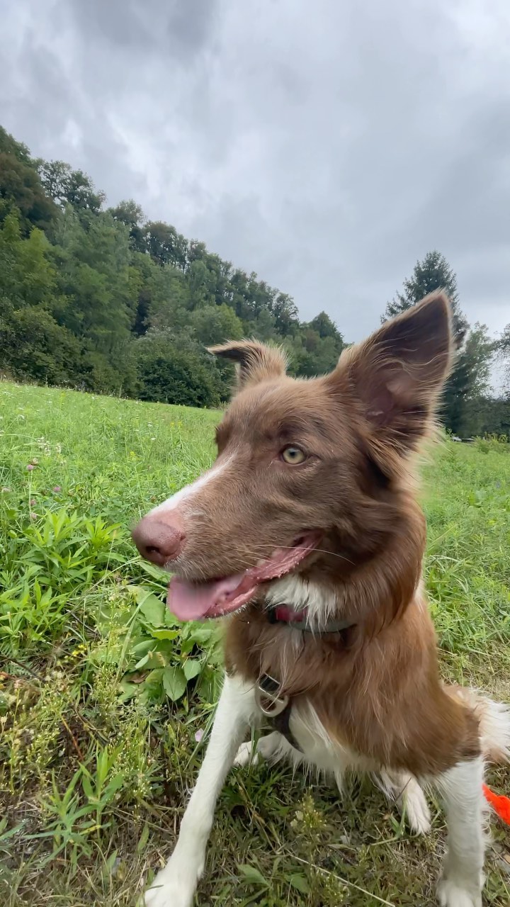 Canicross avec Mia
#canicross #chien #dog #idog #dogcopenhagen @idog_concept @laplagnevallee