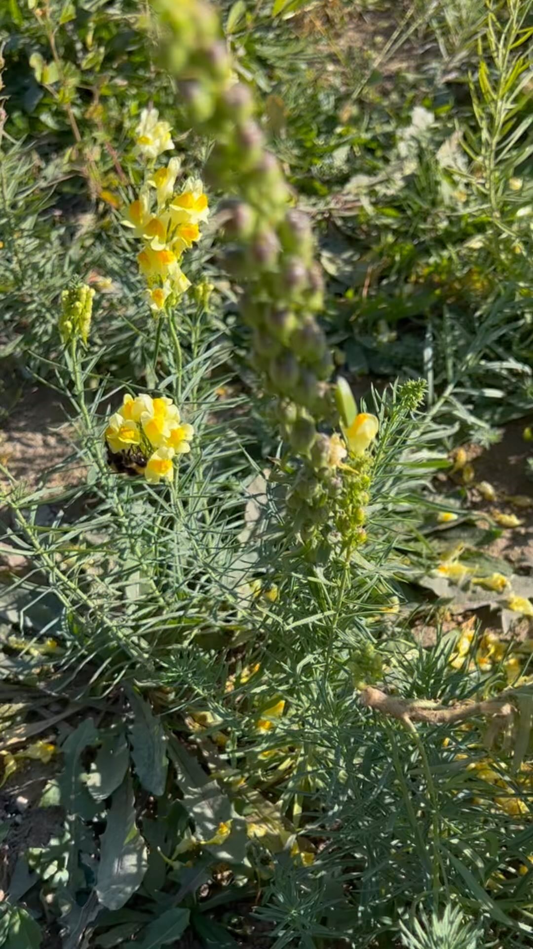 The importance of BEES 🐝 Albert Einstein said: “If the bee disappeared off the face of the Earth, man would only have four years left to live. No more bees, no more pollination, no more plants, no more animals, no more man.” #grassfed #sustainablefarming #sustainableliving #cleaneating #nature #regenarativeagriculture #farmlife #bee