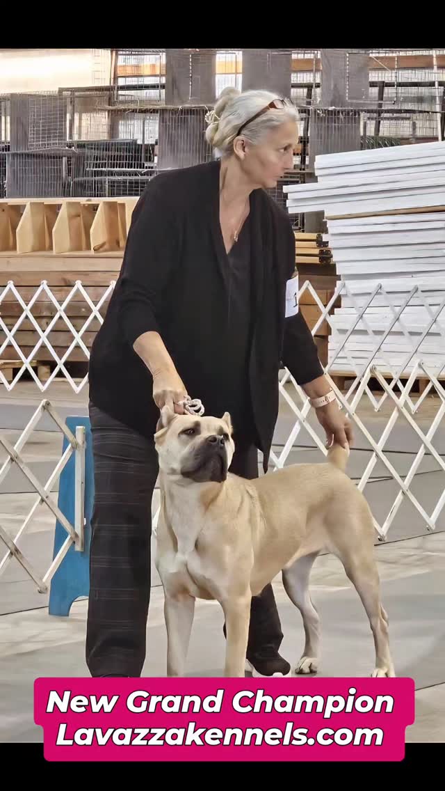 #canecorso #canecorsoofinstagram #canecorsofans #canecorsolife #canecorsolover #canecorsopuppy #canecorsoloversofinstagram #canecorsoitaliano #canecorsokennel #availablepuppies #canecorsopuppies #dogsofinstagram #rehoming #doglife #akcgrandchampion #dogoftheday #doggo #doggram #doggyeyes #cuteanimals #cutedogs #dogloversofinstagram #dogkennel #dogbreeder #akcshowdog #akcchampion #AKCshow #AKC