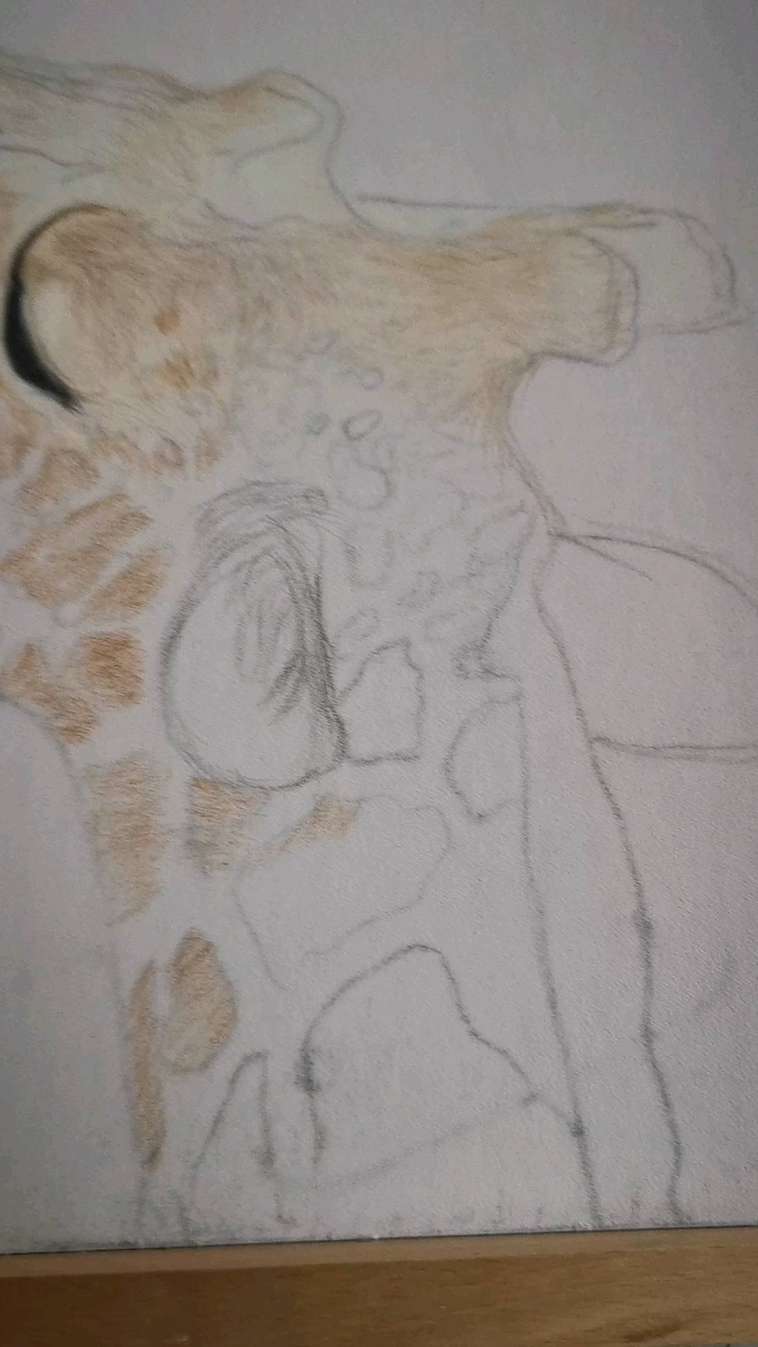 The beginning process of drawing the giraffe in colour pencil. #wildlife #gallery #londongallery #artgallerys #artofinstagram #animallover