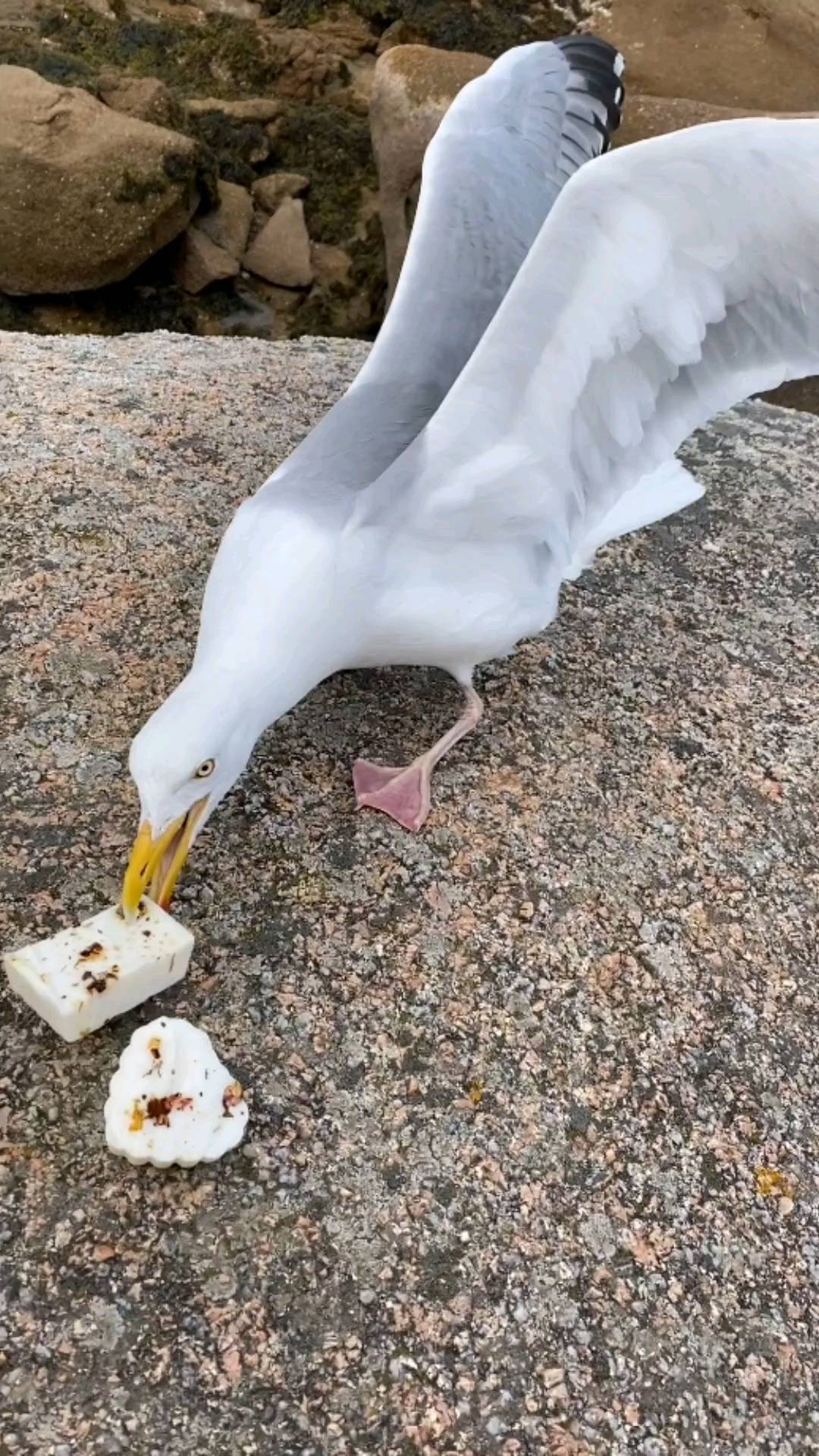 Episode 1: Chronicles of a small store owner | Delt with thriving seagull.
Jokes on you Mr.Seagull - thats soap🧼 not cake 🍰
If you enjoyed this video please follow my store instragram for more!!!
.
.
.
.
#comedy #animals #pet #funny #smallbusinessowner