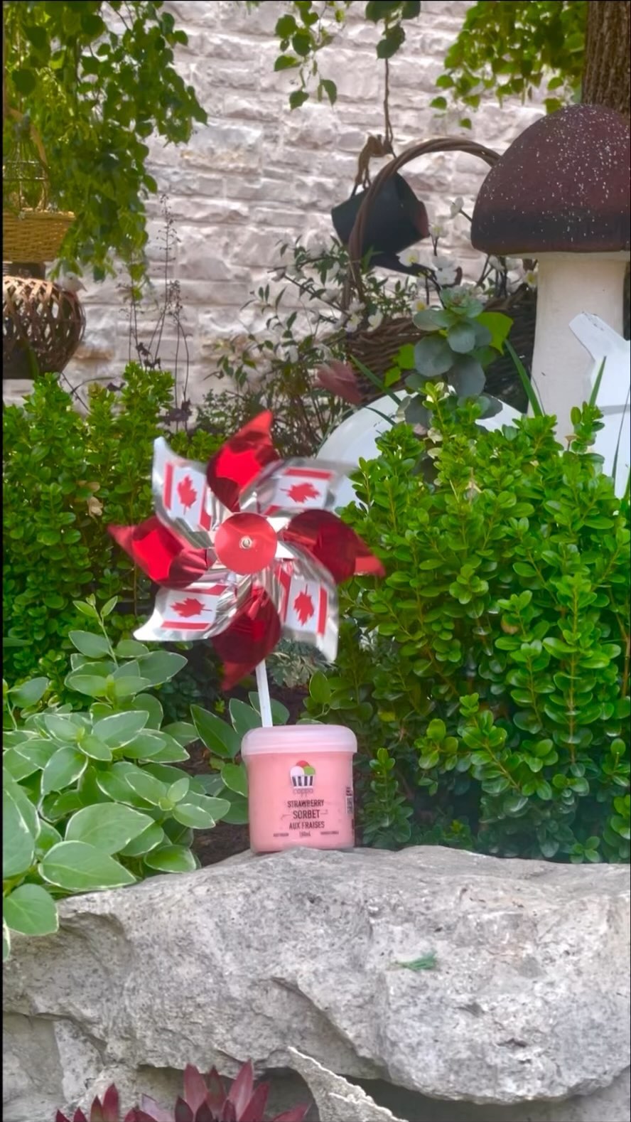 🍁 Embracing Canada Day with Locally Sourced Love! 🇨🇦 We’re a proudly Canadian company that believes in supporting our fellow Canadians everywhere we can! Like using 100% Canadian milk in our Gelatos and sourcing local ingredients like Ontario grown raspberries for our Sorbets! From coast to coast, we cherish everything about Canada. Join us in celebrating all of the wonderful things that this country has to offer! Happy Canada Day, eh! 🎉
#LondonOn #EatLocal #ldnont #SobeysLookForLocal #SnackInspo #Foodie #FoodInspo #TheCoppa #Gelato #CanadianFoodie #inspiration #Canadian #Gelato #Canada #Ontario #London #ASmileInEveryCup #LondonOnEats #OntarioMade #Happy #Sorbet #FamilyBuisness #CanadaDay #CanadianMade
