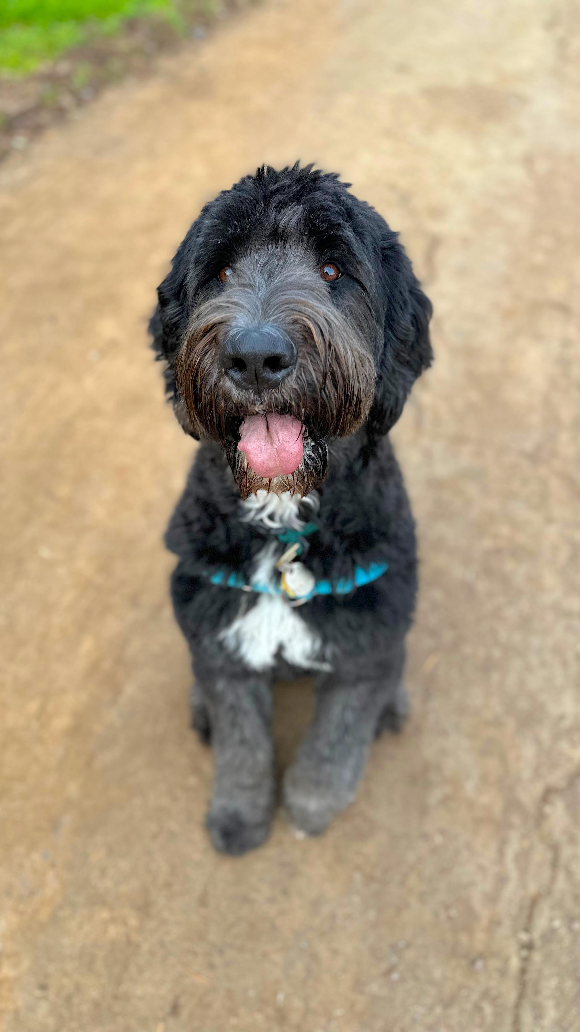 The Pacha Training Method is based on clear, consistent, and positive communication. I rely on operant conditioning, employing rewards rather than punishment, to coax dogs into the desired behaviors. Training can often be counter-intuitive, but the crux is making the desired behavior easier and more rewarding than the behavior we are training against. #dogtraining #dogtrainingtips #doglover #dogtricks