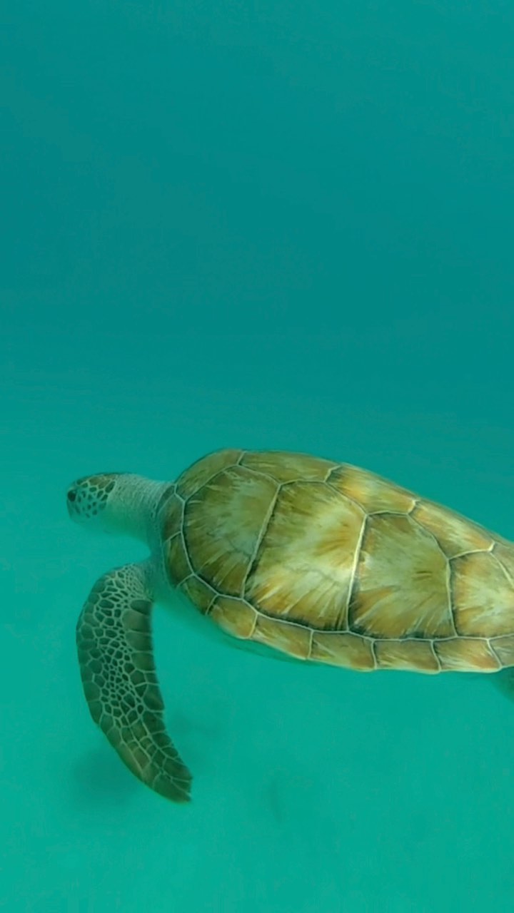 A day-at-sea wouldn’t be complete without a swim with the locals! 🤿
Swimming with the turtles is an absolute MUST-DO when visiting Barbados! So get your swimmers on, put on some sun block and book your charter with us! ☀️
#365yachtcharters #yachtcharters #yachtlife #barbados #Caribbean #turtles #visitbarbados #travel