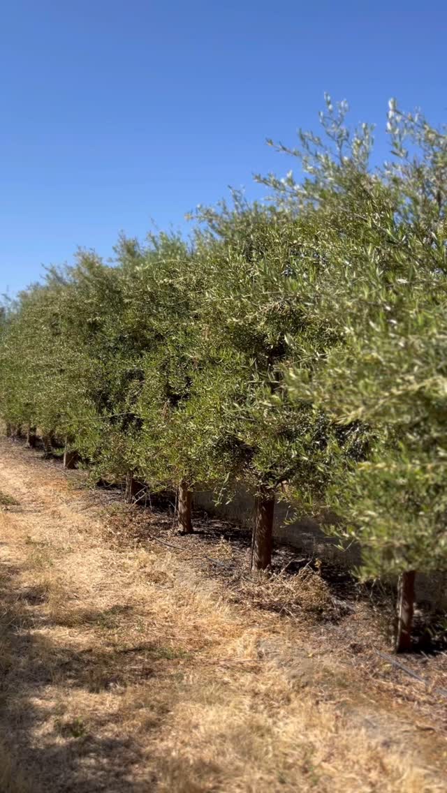Our PCA team is always on the go! We spent the day scouting olives and cherries. The olives are making steady progress in stage F bloom. Once pollination is complete, the flowers will develop into small green fruits. As for the cherries, they're being harvested, but some varieties like Reiniers still need some time to ripen. Give us a call to inquire about our Independent #PCA Consulting! 209-670-9072 🌾 #PrecissiAgServices #CAPCA #Agronomy