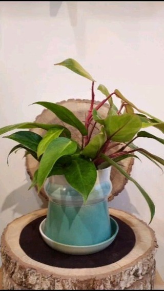CÉRAMIQUES ET PLANTES
A partir du week-end du 16 et 17 décembre, et jusqu'au 23, Temps de Terre fait un partenariat exclusif avec @les_plantes_de_gigi : Régine vous présente ses magnifiques boutures de plantes vertes et des plantes exotiques, et ses magnifiques créations de terrarium; et moi-même, avec mes petites mains, je vous ai préparé une jolie collection de pots de toutes tailles.
Avec un atelier de rempotage sur place, vous pouvez repartir avec votre plante installée dans sa nouvelle maison et apporter une touche de verdure et de vie pour chez vous ou à vos cadeaux.
Et comme chaque année, vous trouverez des petits gâteaux, du thé et un délicieux chocolat chaud pour vous réchauffer et passer un chouette moment avec nous.
Partagez l'info !!
WEEK-END 16 et 17 décembre de 11h à 19h
Puis jusqu'au 23 décembre
Tous les jours de 11h à 19h
(Fermé le lundi 18/12)
______________________________________________
#tempsdeterre #plantesvertes #rempotage #boutures #plantesexotiques #poterie #faitmain #cadeaux #paris12 #localshop