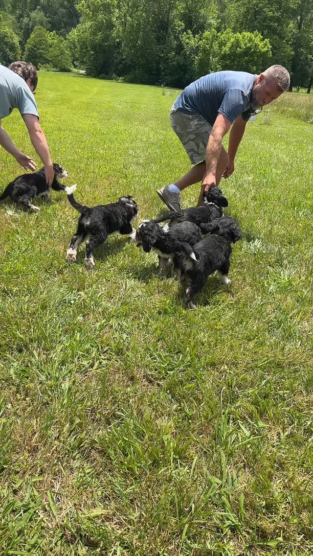 Making Memorial Day memories with our beautiful Bernedoodles… Everybody goes home next weekend & we are already missing them! 😎❤️😎 #bernedoodle #bernedoodlesofinstagram #bernedoodlepuppy #bernedoodlepuppies #puppylife