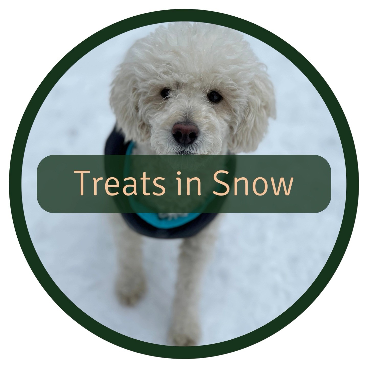 Here's a fun twist on active walks with your dog! ❄️ If you live in an area with snow, try hiding treats for your dog to find while on your walk. Not only does it make the walk more exciting for your dog, but it also adds an extra level of mental stimulation.
Hiding treats in the snow encourages your dog to use their sense of smell to locate the treats, which can be a great way to tire them out mentally and physically. Plus, it's a great opportunity to bond with your dog and make the most of the winter weather.
So next time you're out on an active dog walk, don't forget to try this fun activity and see how much your dog enjoys it! 🐾