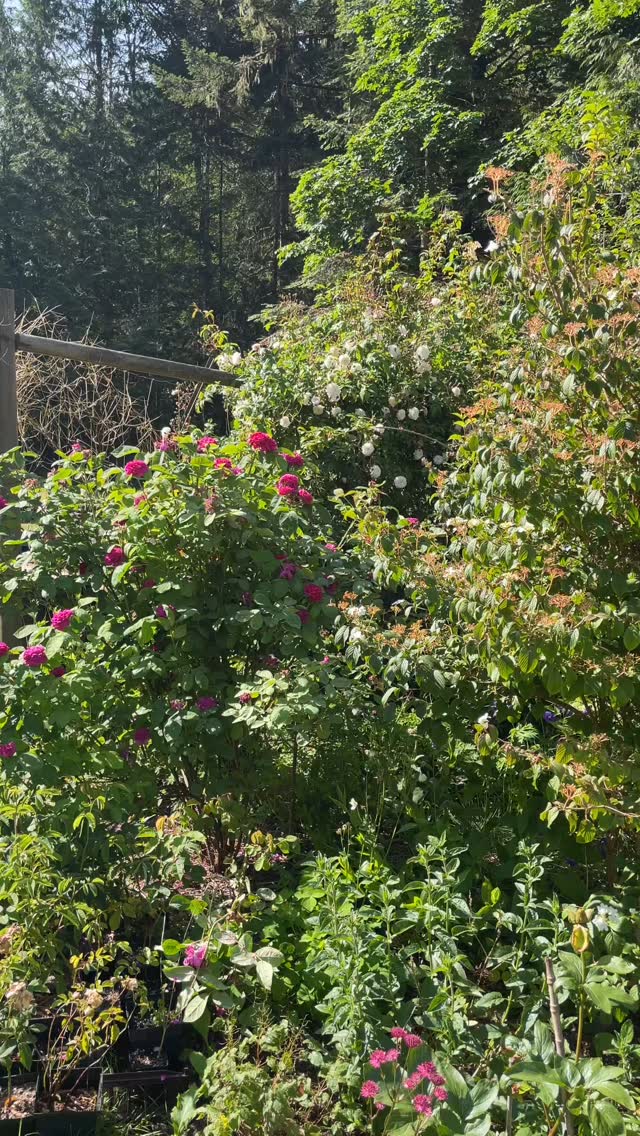 Join me on my morning garden stroll - enjoy the bird songs