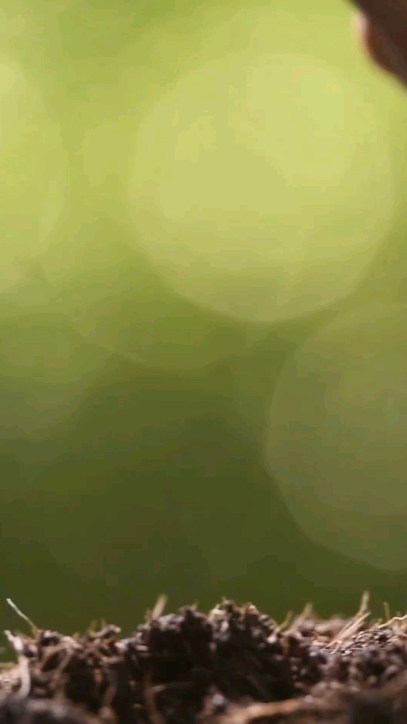 🌱Neste episódio falamos um pouquinho sobre o cultivo das plantas medicinais e suas particularidades, para garantirmos qualidade, segurança e eficácia dos produtos das Farmácias Vivas.
#plantasmedicinais #fitoterapia