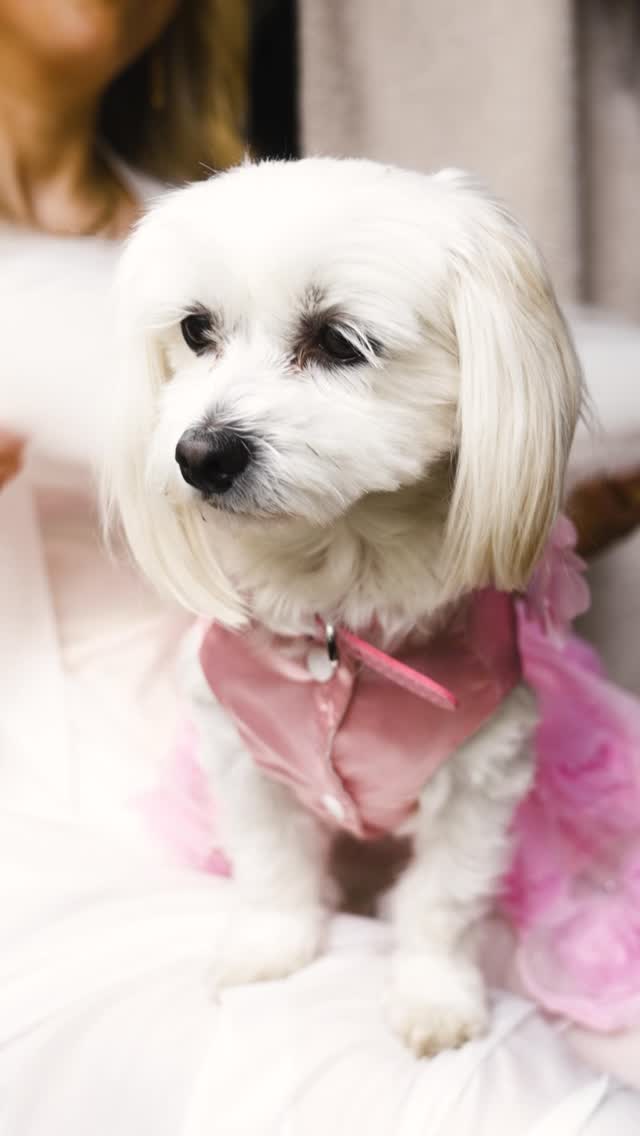 A Birmingham Wedding was a pleasure to capture this for some friends! With the venue being @fazeleydigbeth and ending in the @therainbowvenues where I spent a lot of years! Was a trip down memory lane! Also working alongside @pixiejaynephotography always makes for a dreamy day!
Just a few clips full teaser to drop soon!
Florist & Event styler - @avaeventstyling
Dress - @theweddingclubofficial
Hair - @michelle_daly_hair_
Makeup - @rachaelclairebridalmakeup
Photo - @pixiejaynephotography
#birminghamwedding #weddingvideo #weddingday #rainbowvenuesbirmingham