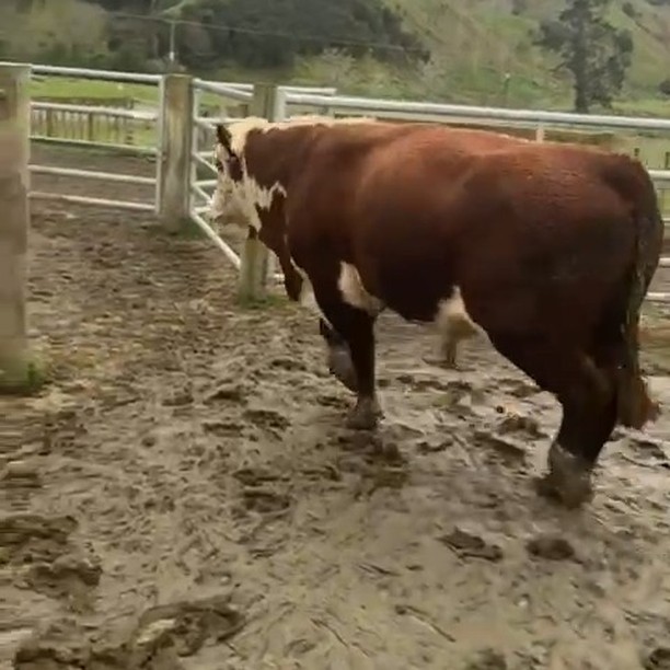It's a bit sad to see this Rolex bull going on the truck but he has plenty of good sons to pick from.
It is great seeing the beef schedule getting close to $7.00. There is an opportunity to kill out your older bulls for good $$$ and there will be plenty of Yearling and 2 year old bulls that won’t cost much more in our sale on Sept 19th
#NZHerefords #dairybulls #nzfarming