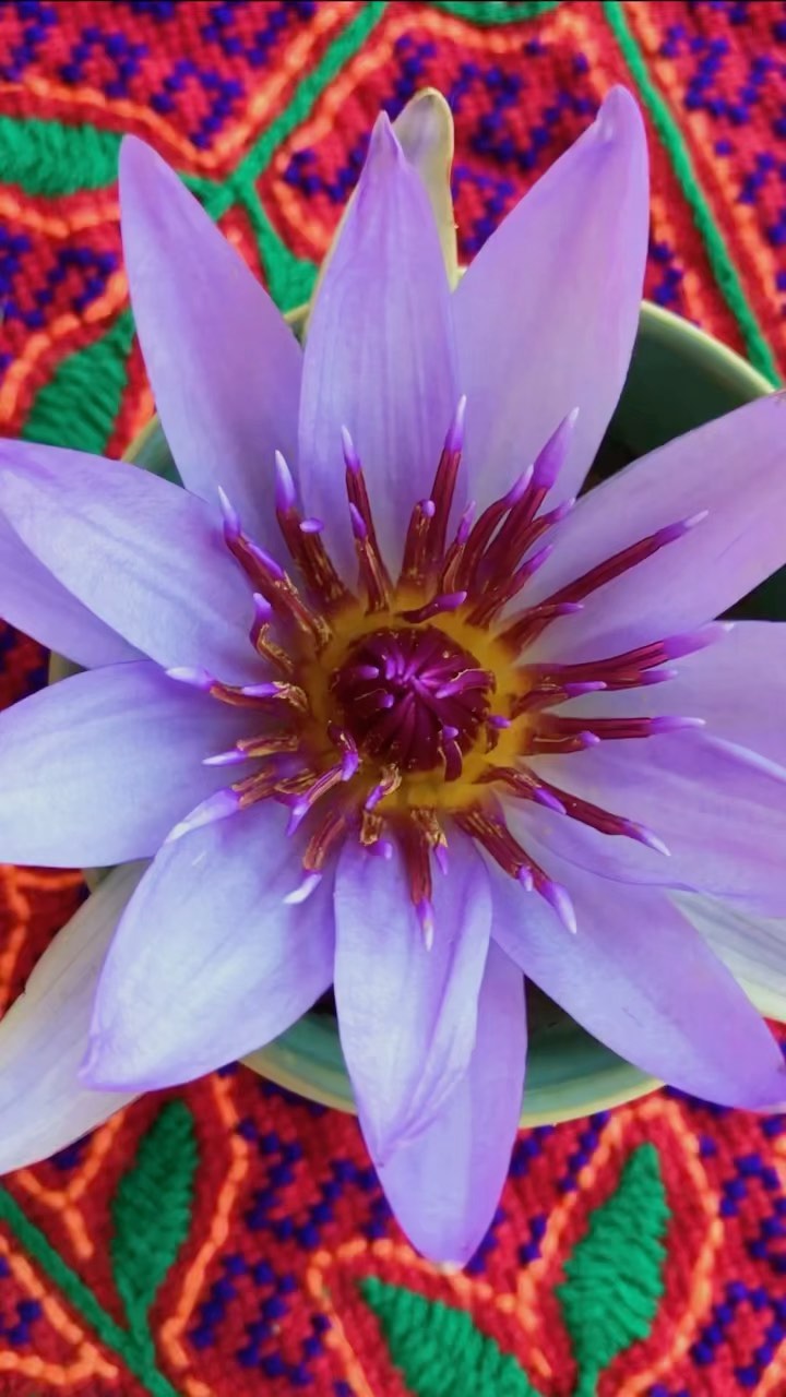 Ceremonia de Loto Azul 💙 activando la comunicación con las plantas a través del canto y la intuición. 🌿
Gracias a quiénes participaron para recibir esta magica medicina, a la comunidad y a toda esta gente hermosa que apoya este proyecto Pachamagico 🙌🏼 🌬🤍🌚 🙏
📸 @koi.wolf
📍@casaverdeajijic
#herbalmeditationseries #bluelotus #plantmedicine #intuition #voiceportal #healing #herbalism #herbolaria #ancientegyptsacrament