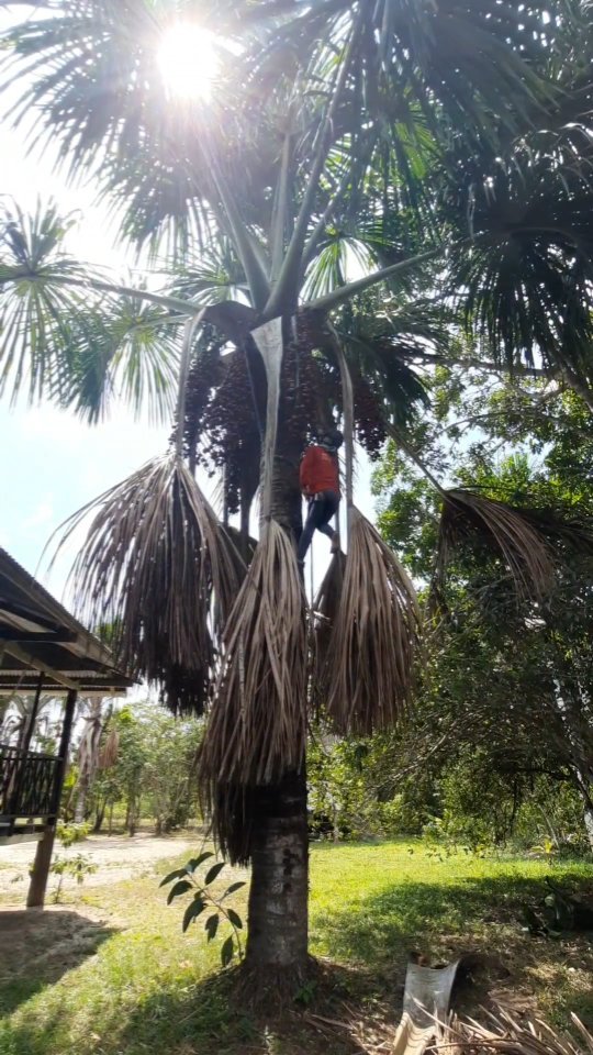 Wimer cosecha Aguaje 💪🏼con nido de abejas sobre el tronco. Respeto 🙌