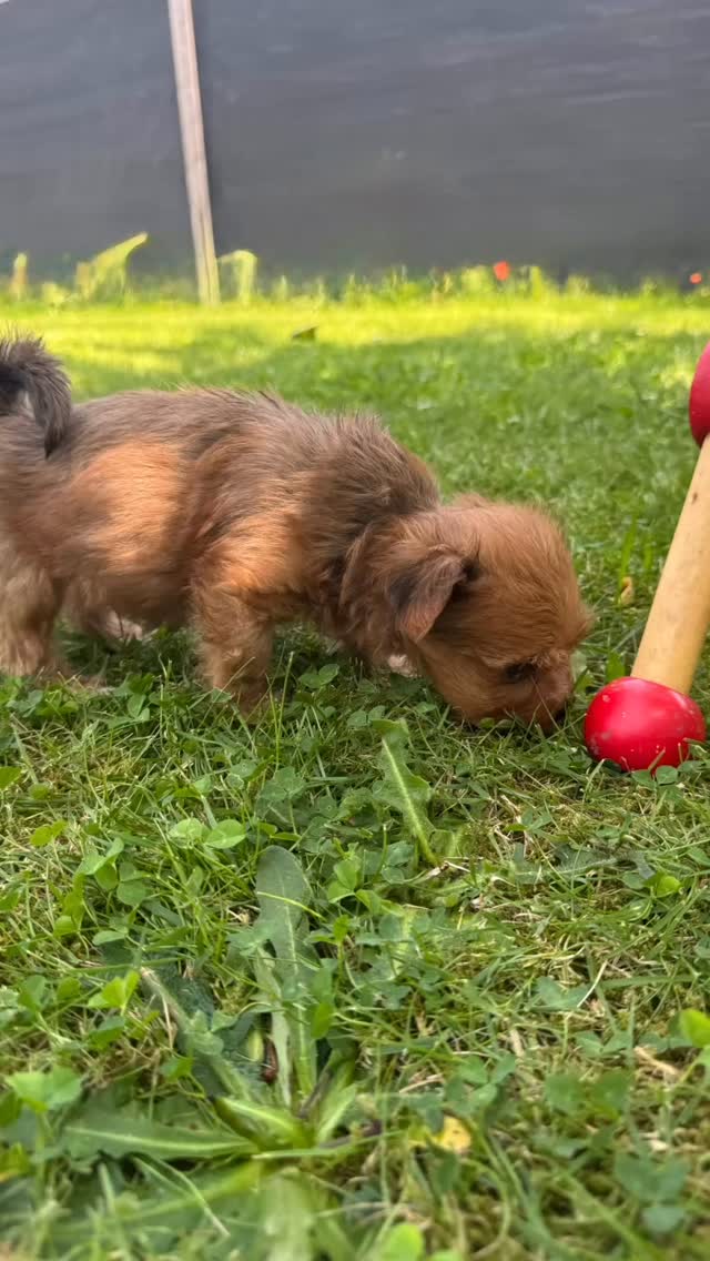 #havaneselover #havanna #puppies #puppie #puppygram #puppielove #puppylife‘*. #welpenliebe #welpe #therapiehund #breeder #breeders
#breederlife #zucht#seelenhund#hundezucht
#niedersachsen#hannover#sehnde#züchterstolz
#stolzemami #zuchtmitherzundleidenschaft
#for#you#page#foryoupage#puppiesofinstagram#puppiesoftiktok#zuhausegesucht