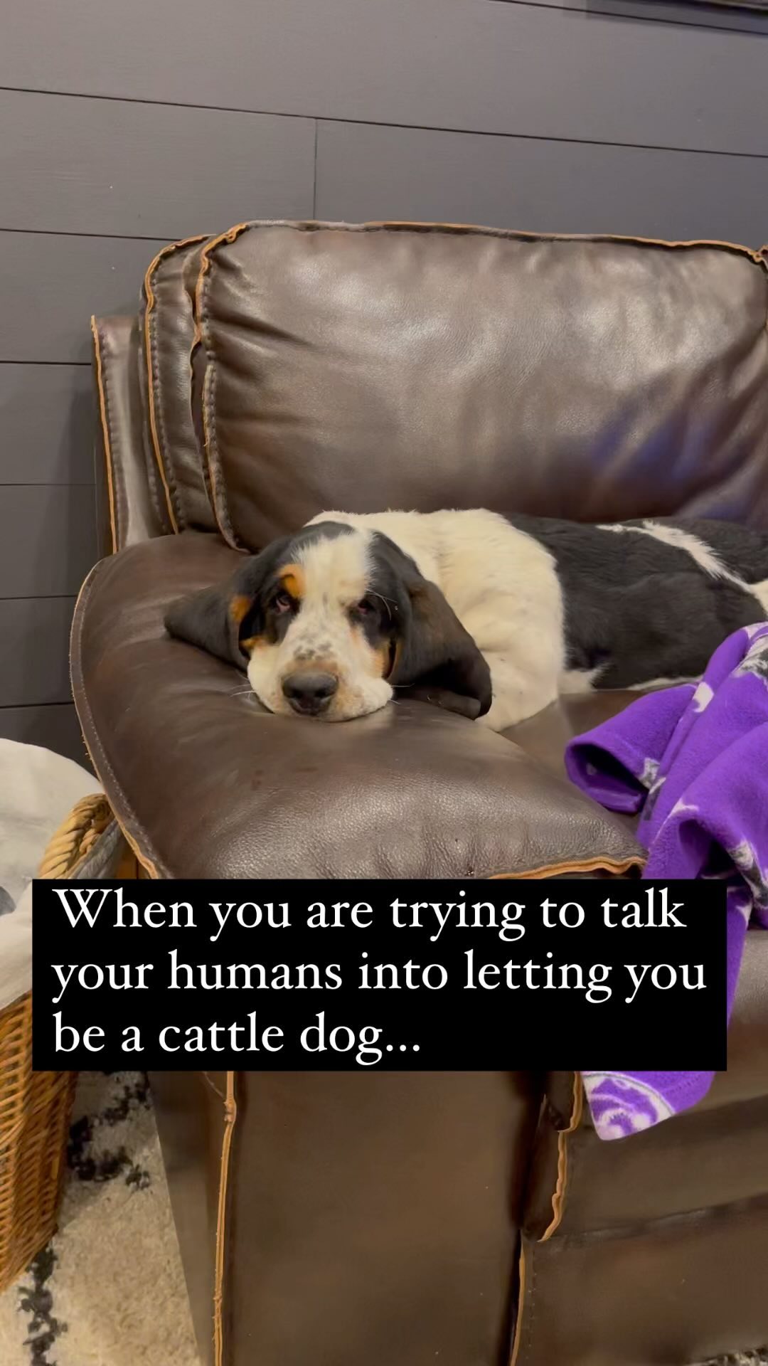 Ranch dogs come in all shapes and sizes…and levels of motivation.
She thinks she’s a cow dog but deep down has no real motivation to be a cow dog. We love her anyway.
#ranchlife #cowdog #bassethound #cowdogwannabe #cattle #cattleranch
