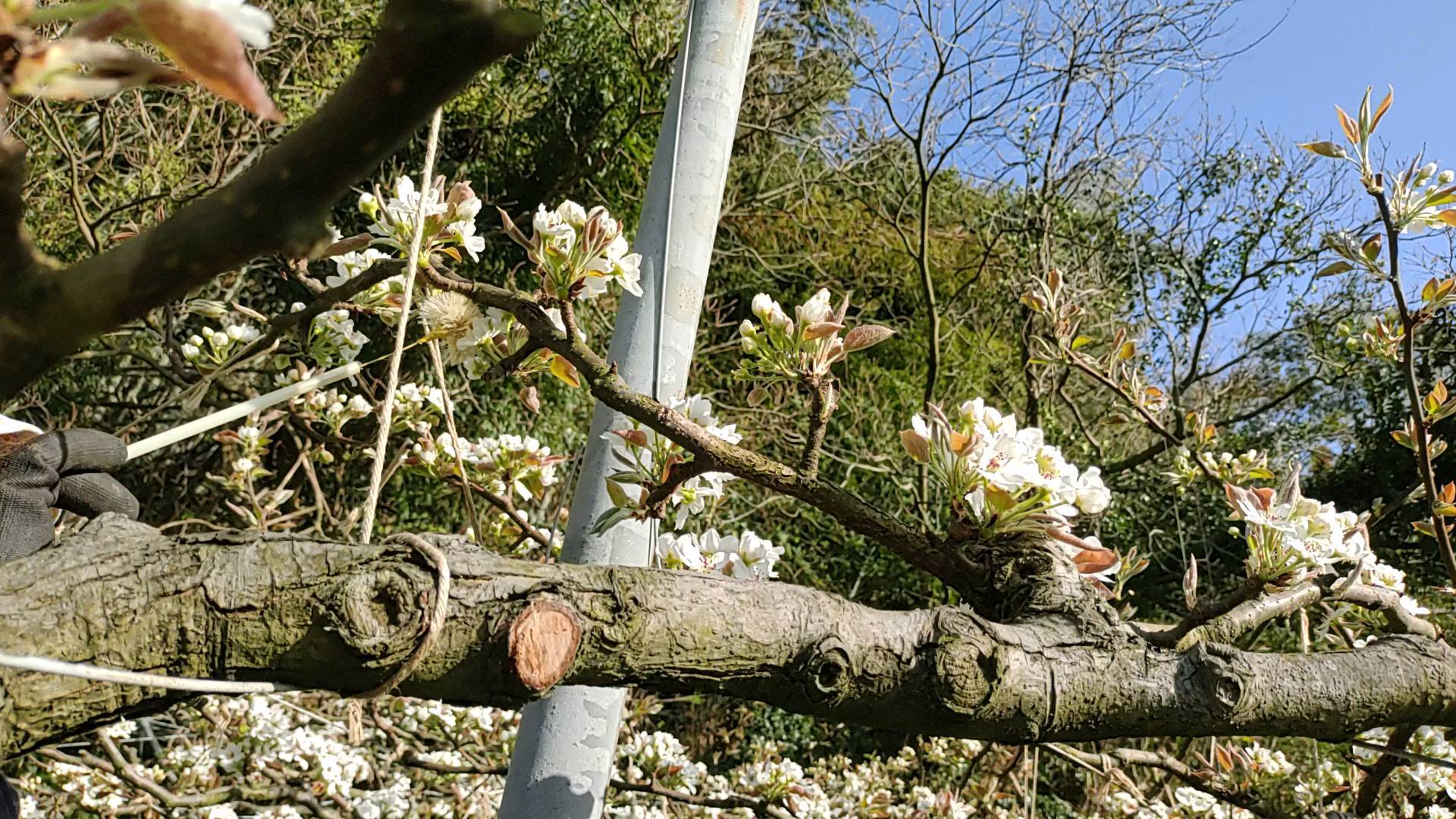 にわか梨農家😅夫の実家で交配のお手伝い。高温で一気に咲きました。
一昨日は筍掘り。紡のメニューにも加わり始めています。