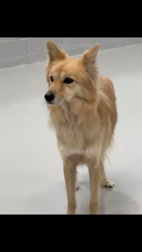 When you are just soooooo tired, but the FOMO is real 😂
Little Bear 🧸 from @howl_and_growl was struggling to keep up with his siblings today ☺️🩵
🐶 #DogDaycareFamily #GratefulTailWags
🧿🧿🧿
.
.
.
#dubaidogs #dogsindubai #dubai #mydubai #dogs #nyc #hellofromspot #boarding #grooming #welovedogs #dogsofdubai #dubaidog #doggieboarding #doggiedaycare #doggieboarding #dogdaycare #dogdays #uaedogs #dxbdogs #everydayawesome #adoptdontshop #pethealth #petnutrition #happypup